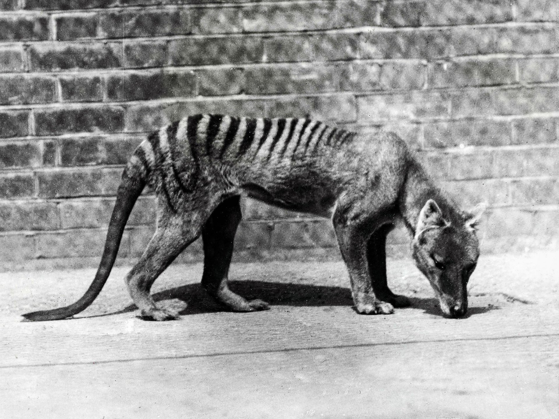 marsupial tasmania lobo extinto marsupial mamífero