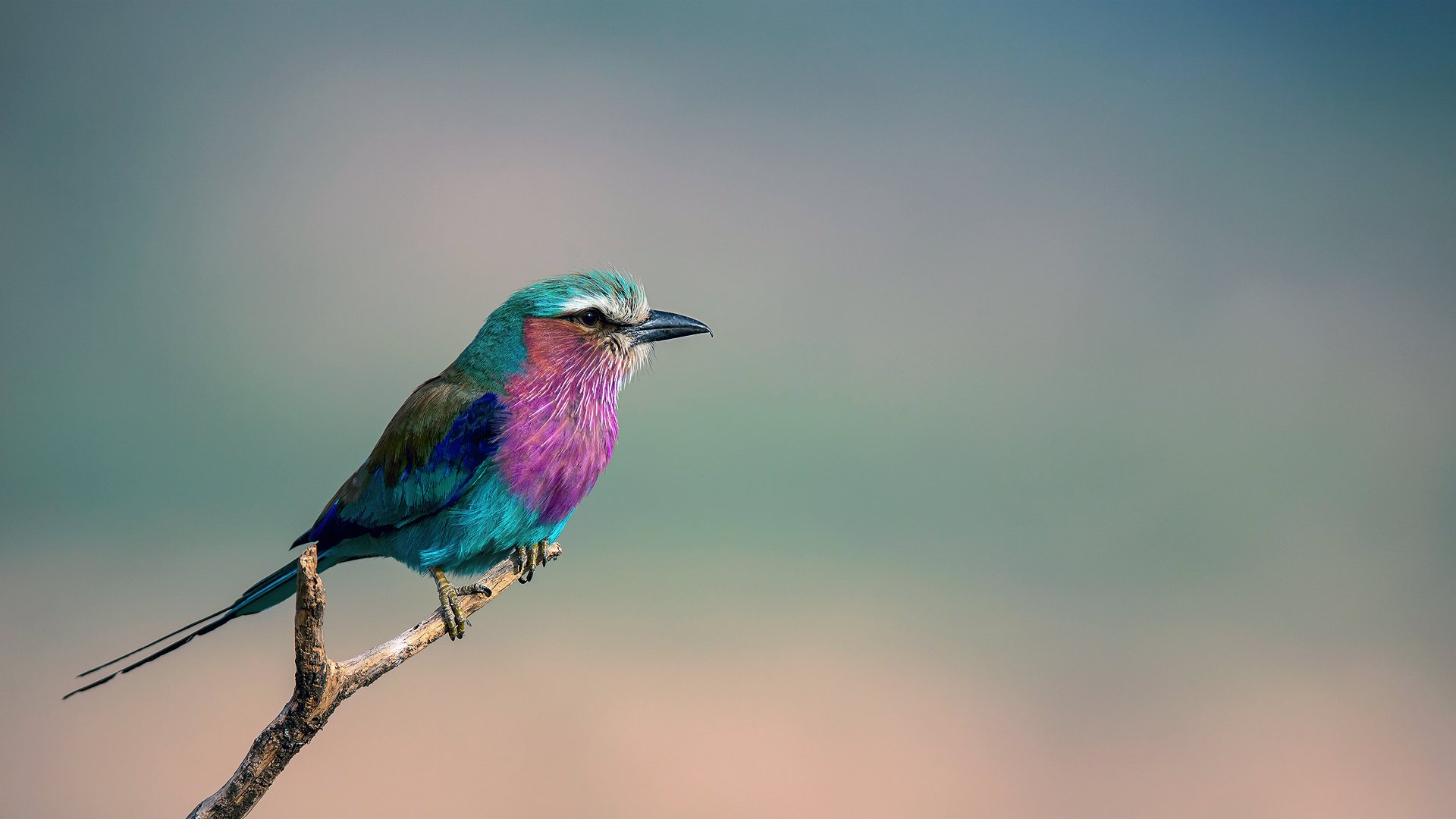 lilafarbene brust coracias caudata lilafarbene brustrolle vogel zweig