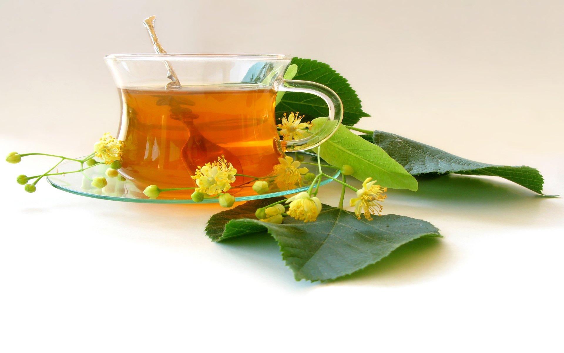 té inflorescencias hojas