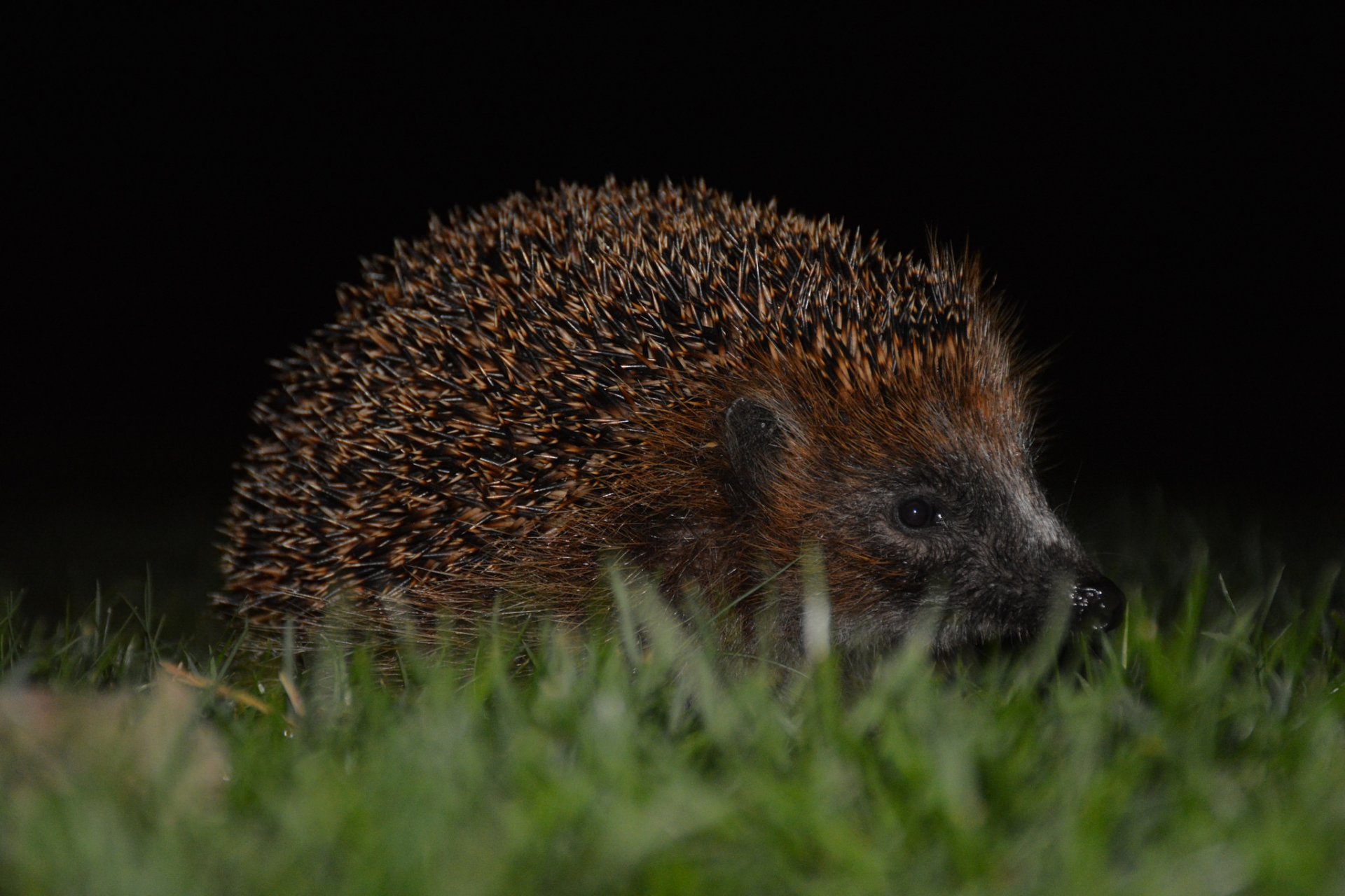 hedgehog eyes snout thorn