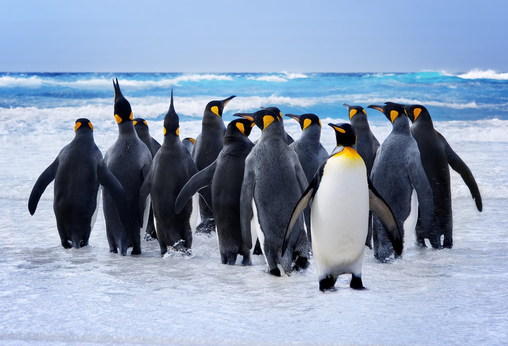 pingouins oiseaux eau baignade