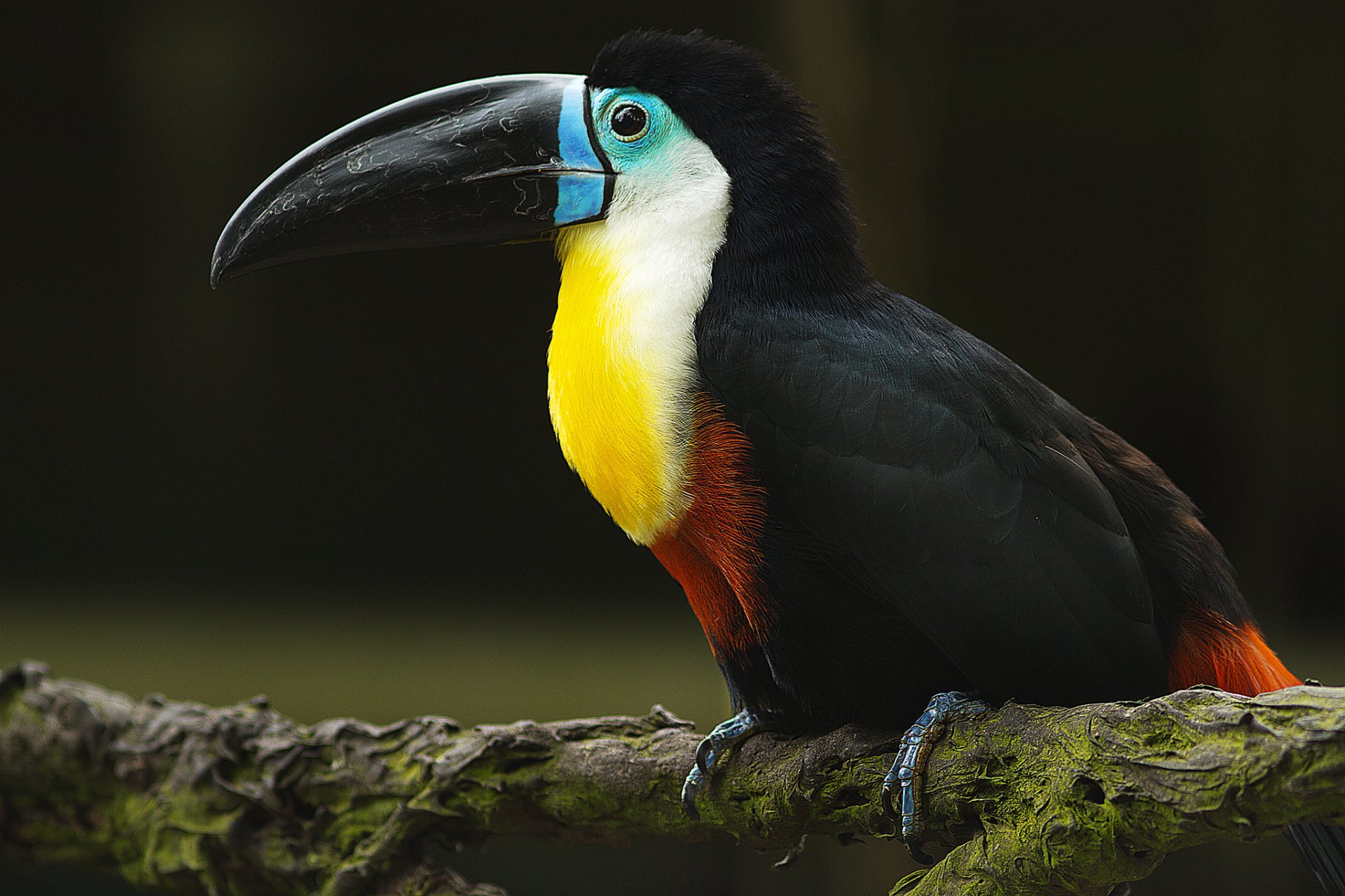 poultry beak branch toucan