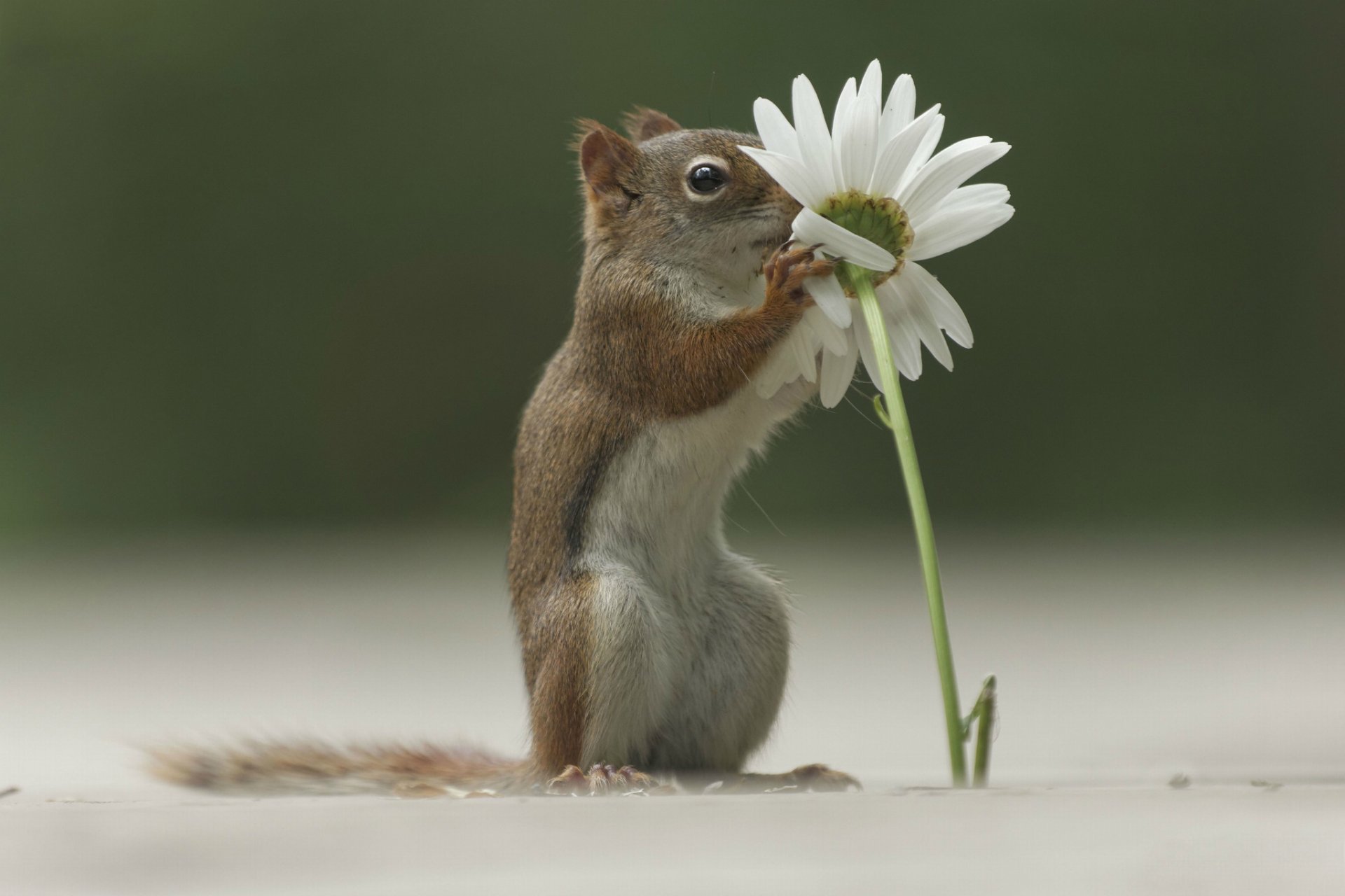 amy eichhörnchen blume kamille gras wald