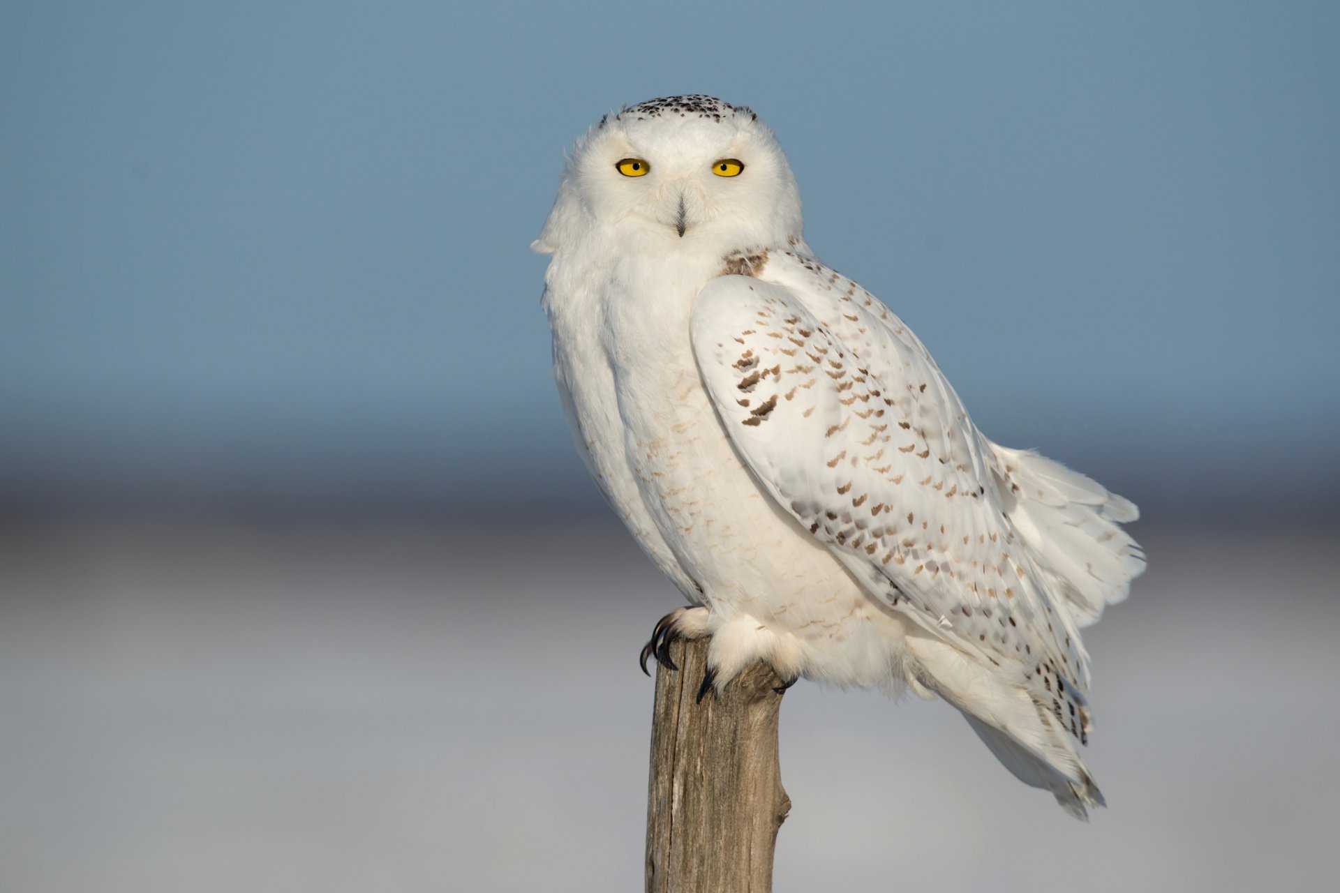 hibou polaire oiseau plumes ciel nature