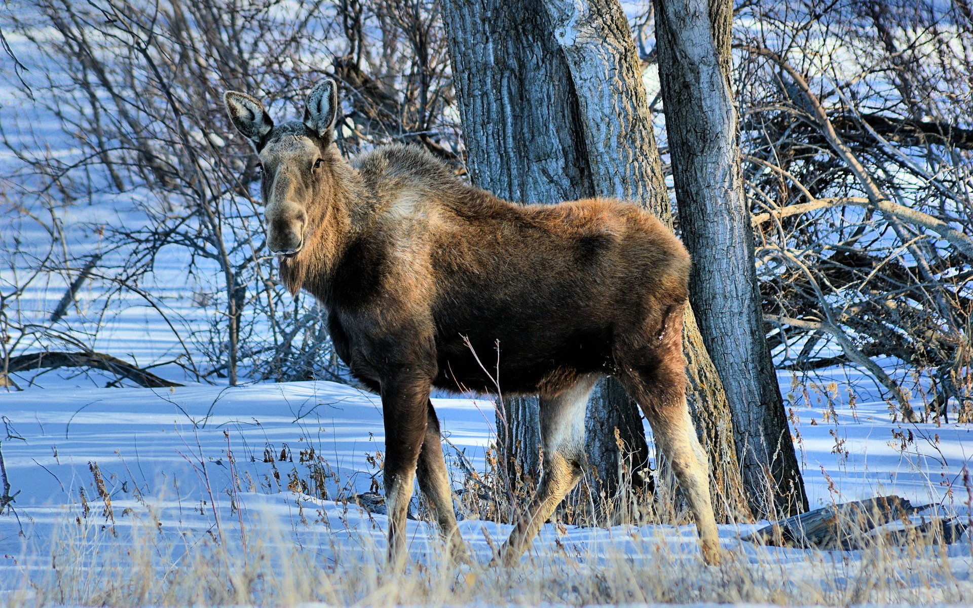 alces naturaleza fondo