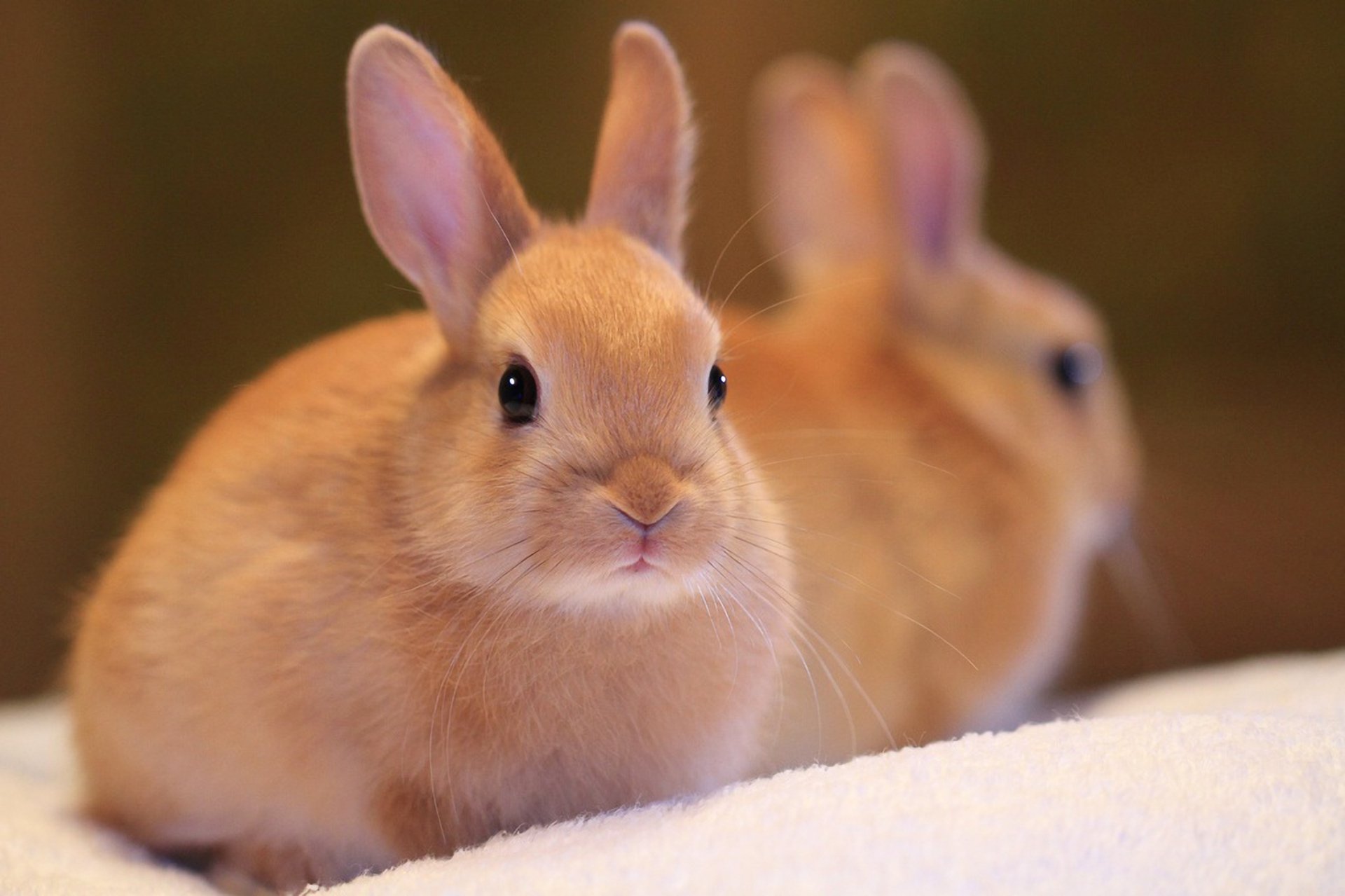 nature lapin beauté