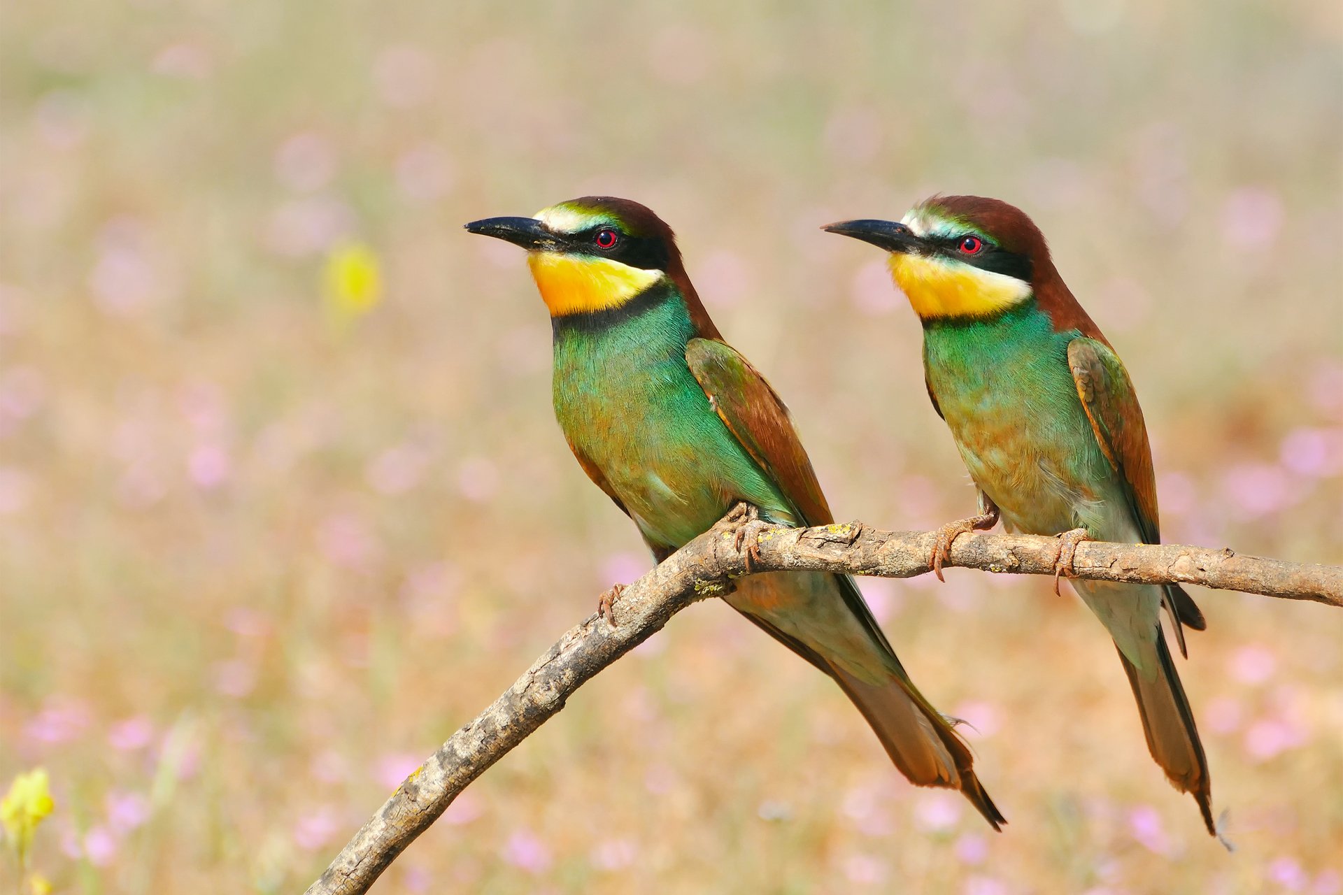 aves comedores de abejas ojos dorados rama