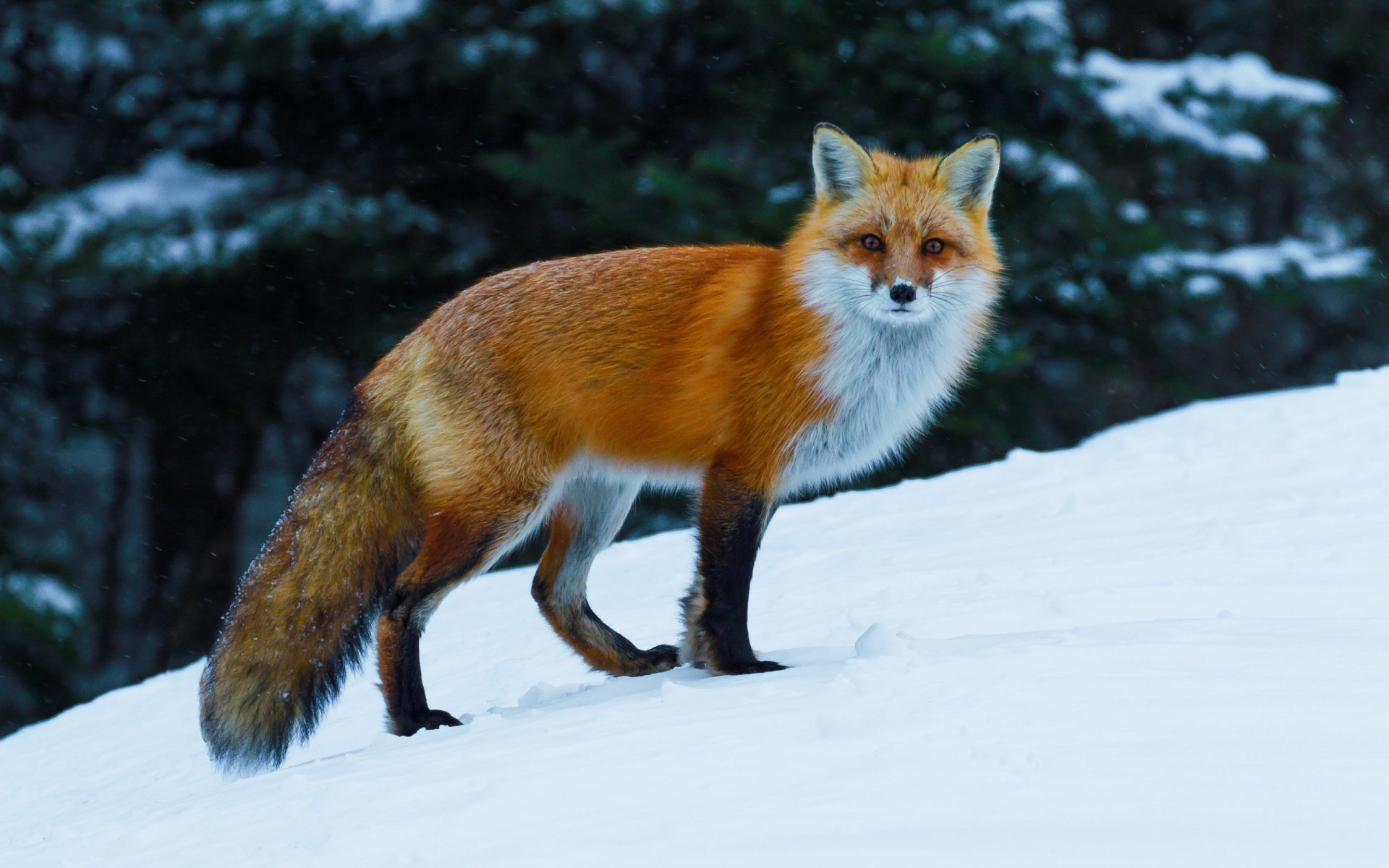 fox fox red winter snow