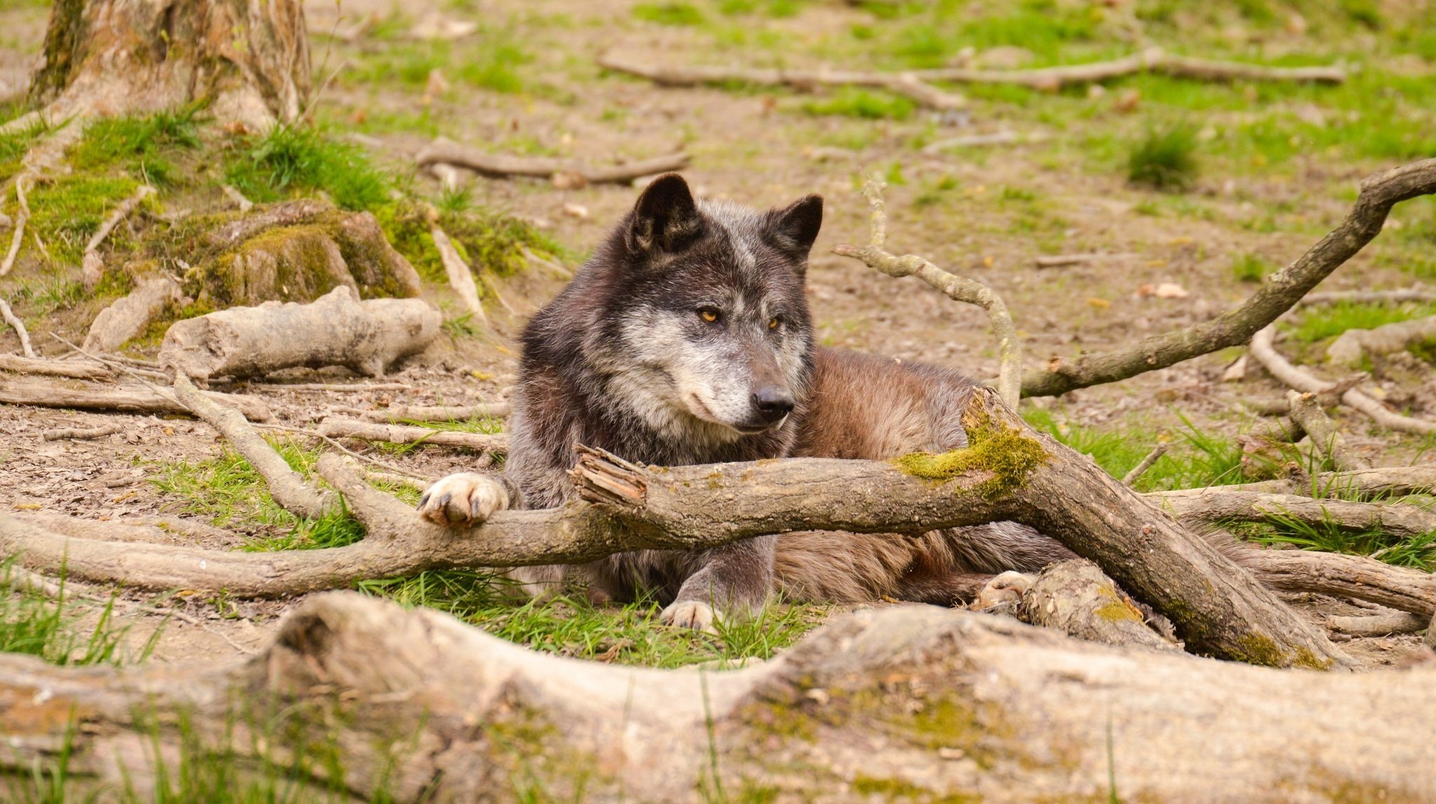 wolf raubtier schnauze ruhe