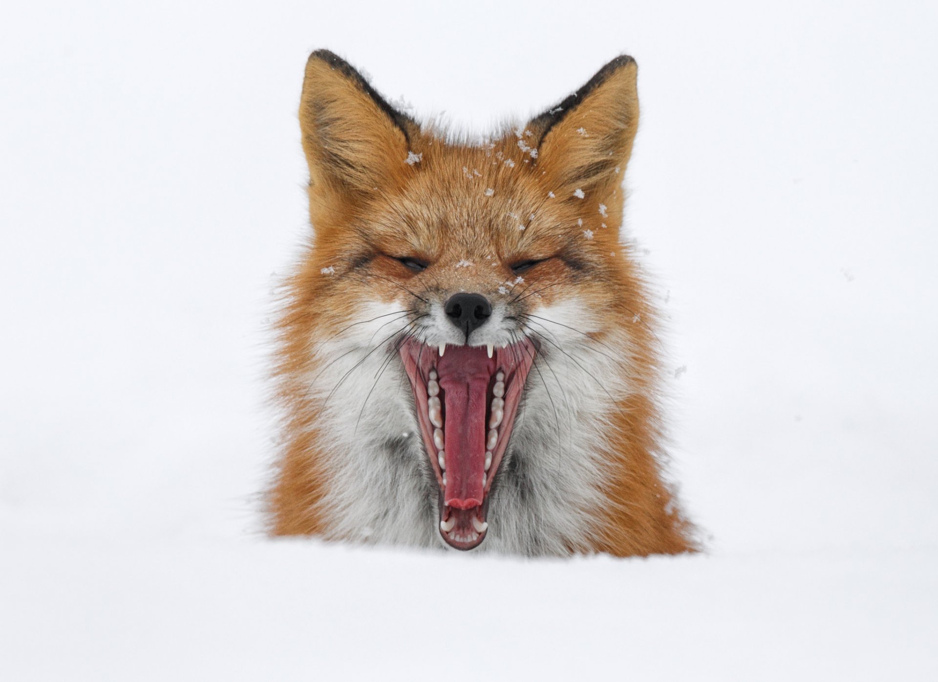 winter snow fox fox yawns mouth