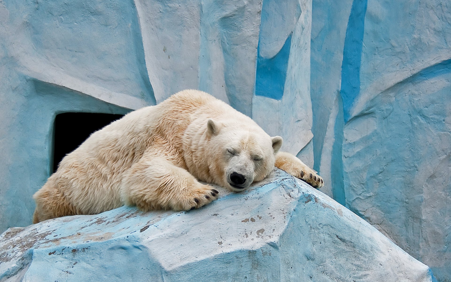 orso posa zoo