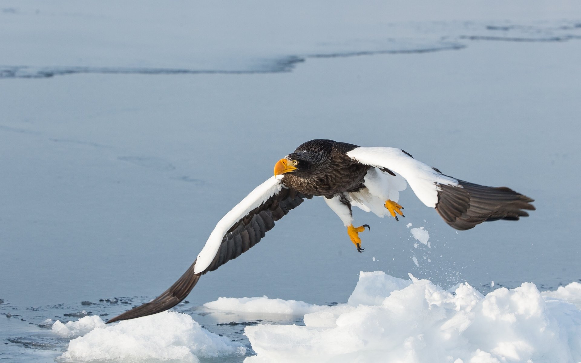 aigle à épaulettes blanches oiseau prédateur ailes