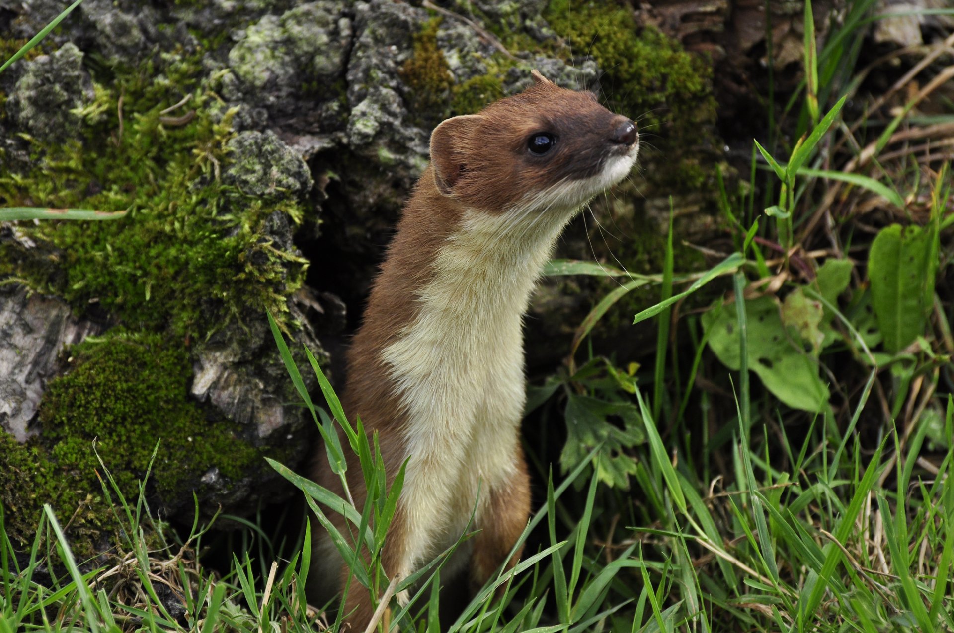 furet furet museau bûche herbe