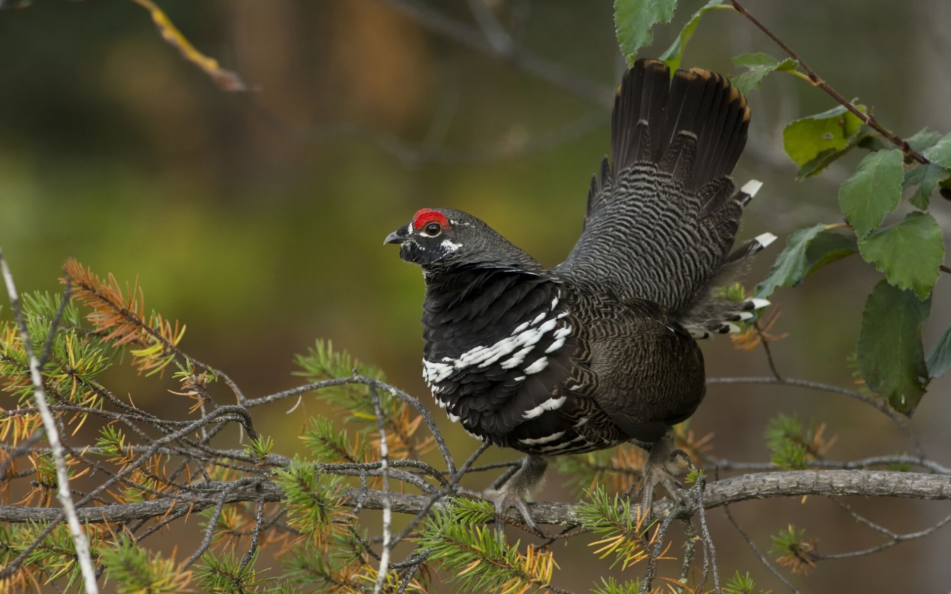 dikouche canadien oiseau branches