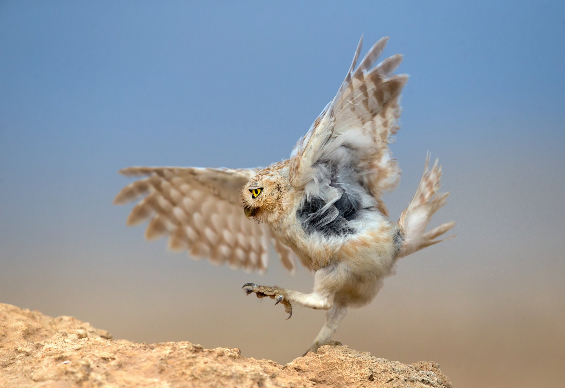 poultry owl predator hunt dance around the snake