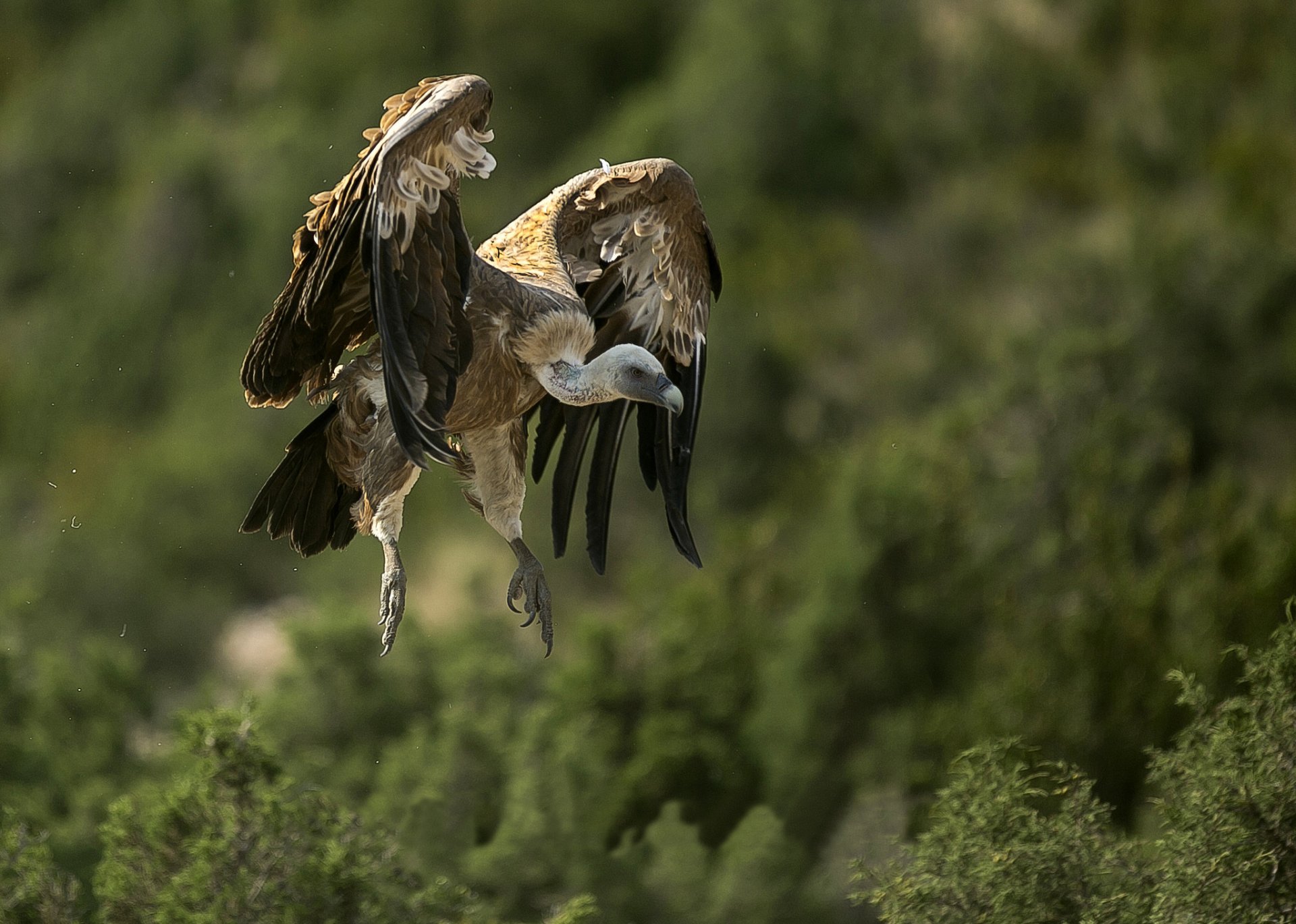 uccello avvoltoio predatore in volo