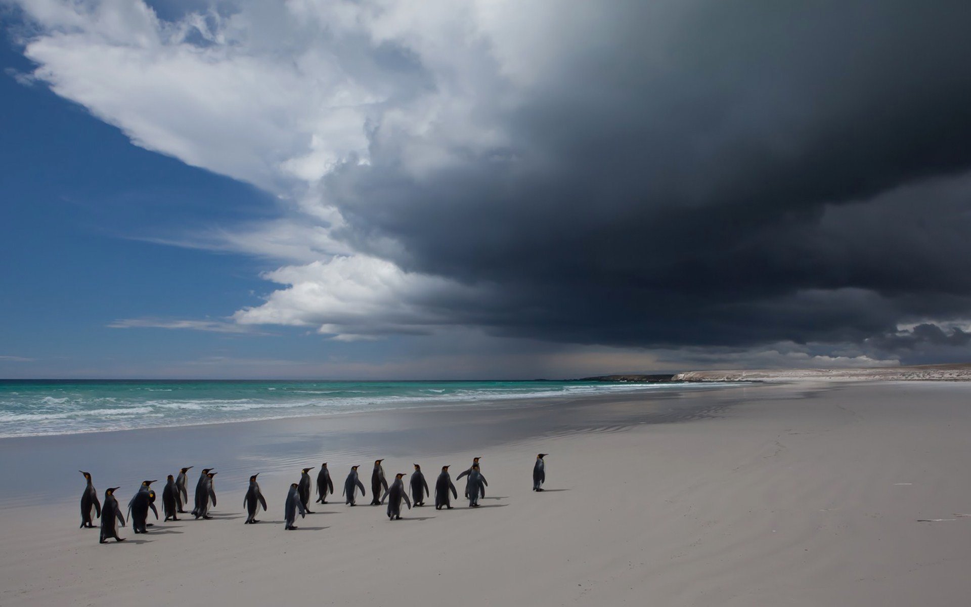 pingüinos pájaro cielo nubes mar paisaje