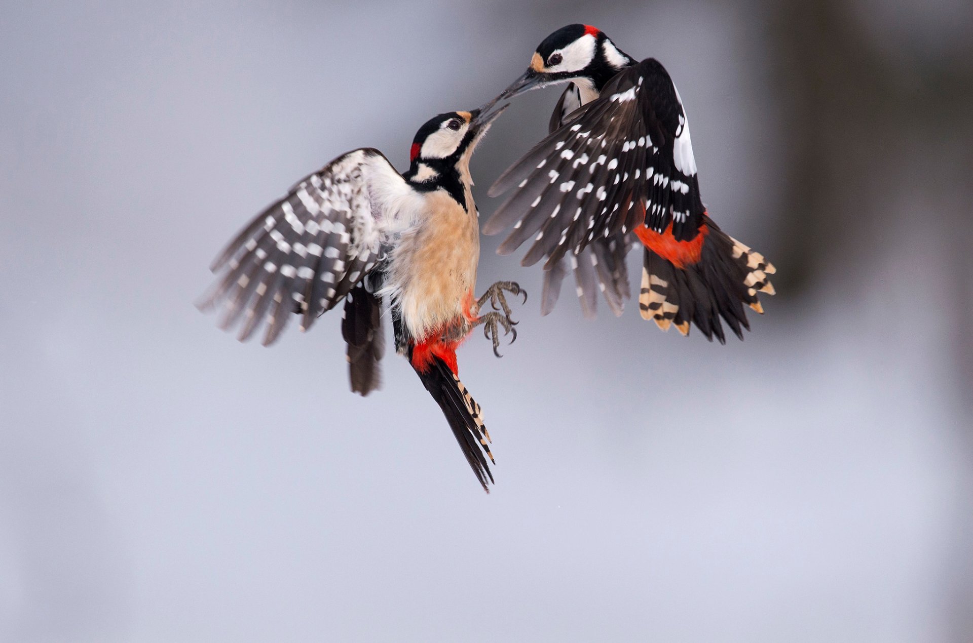 vögel ein großer specht zwei