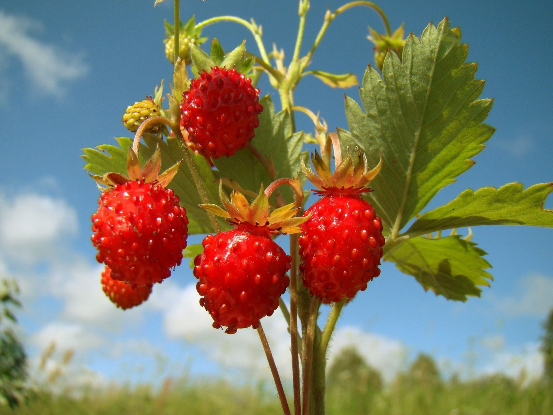 nature fraise fond d écran