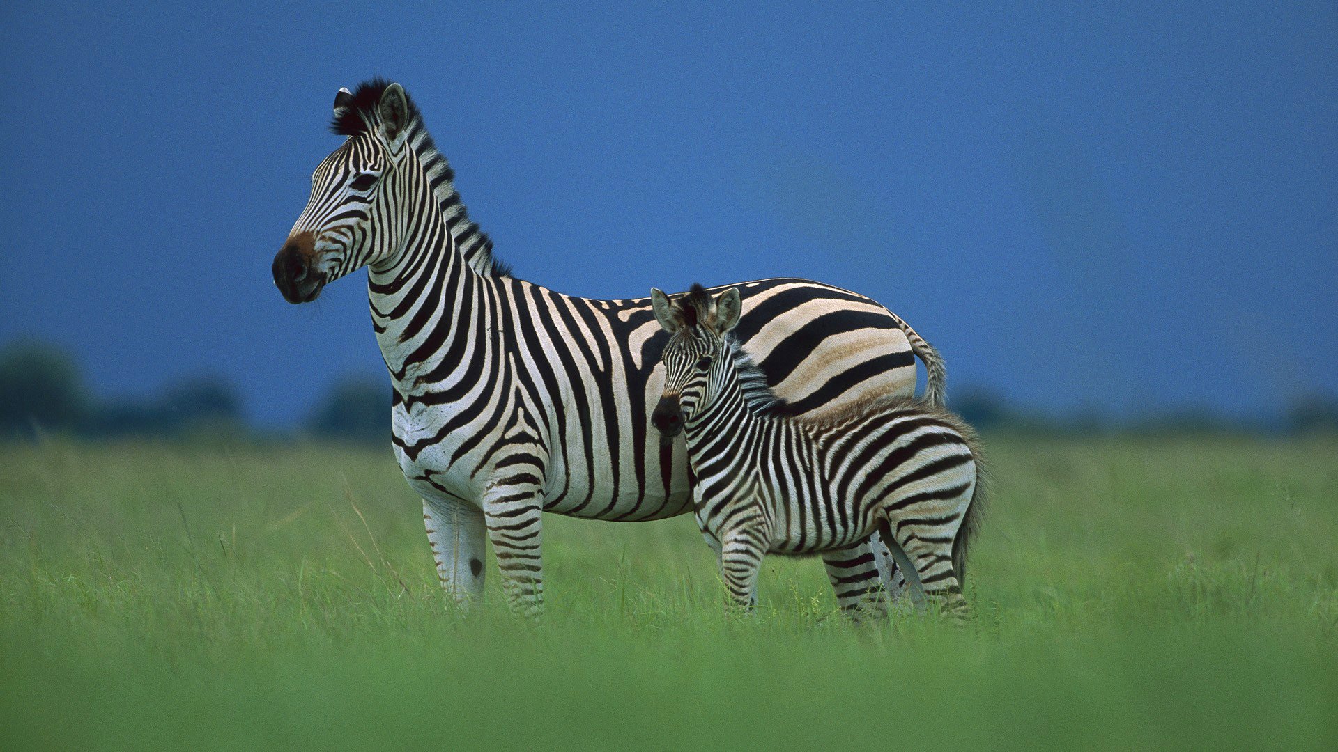 niebo sawanna afryka zebra źrebak