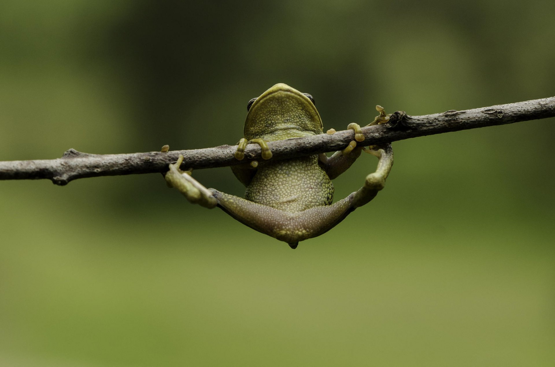 frosch hängen pfoten zweig makro hintergrund grün