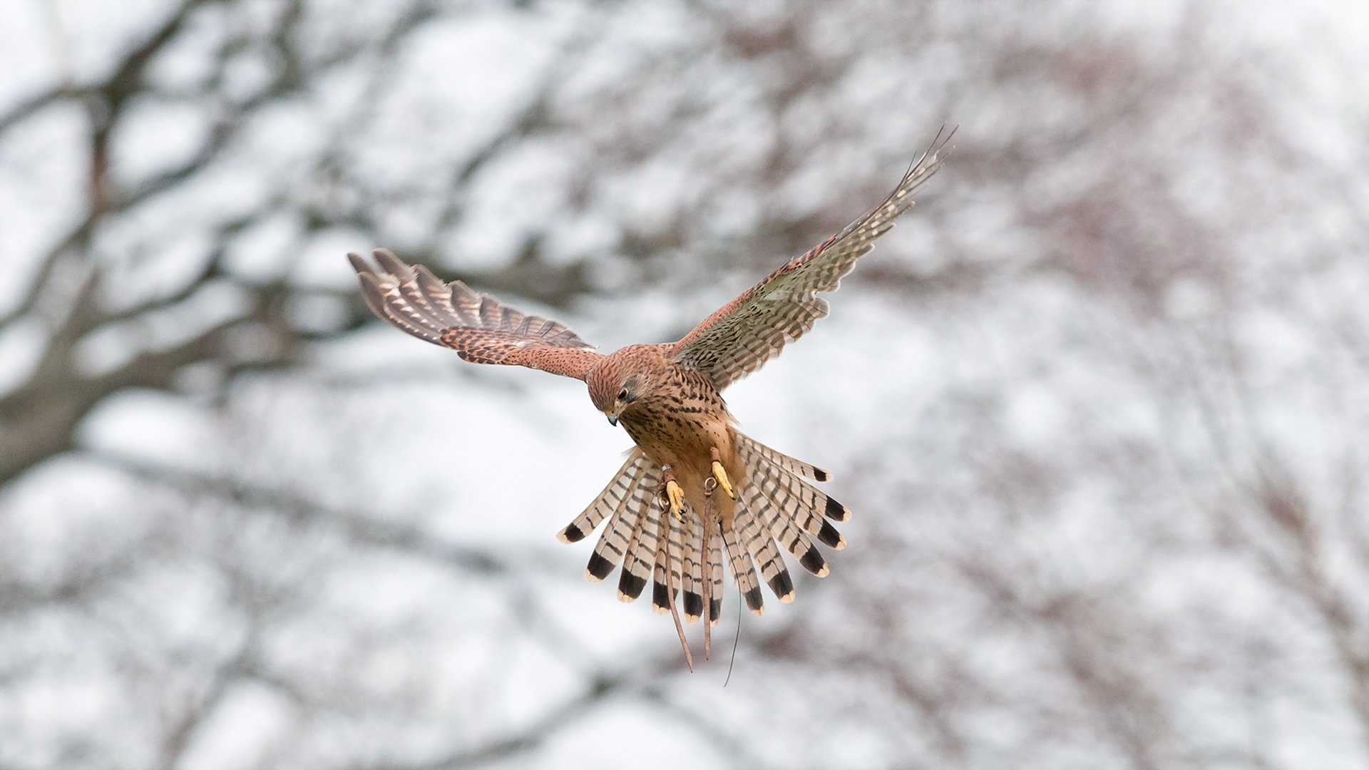 crécerelle oiseau nature