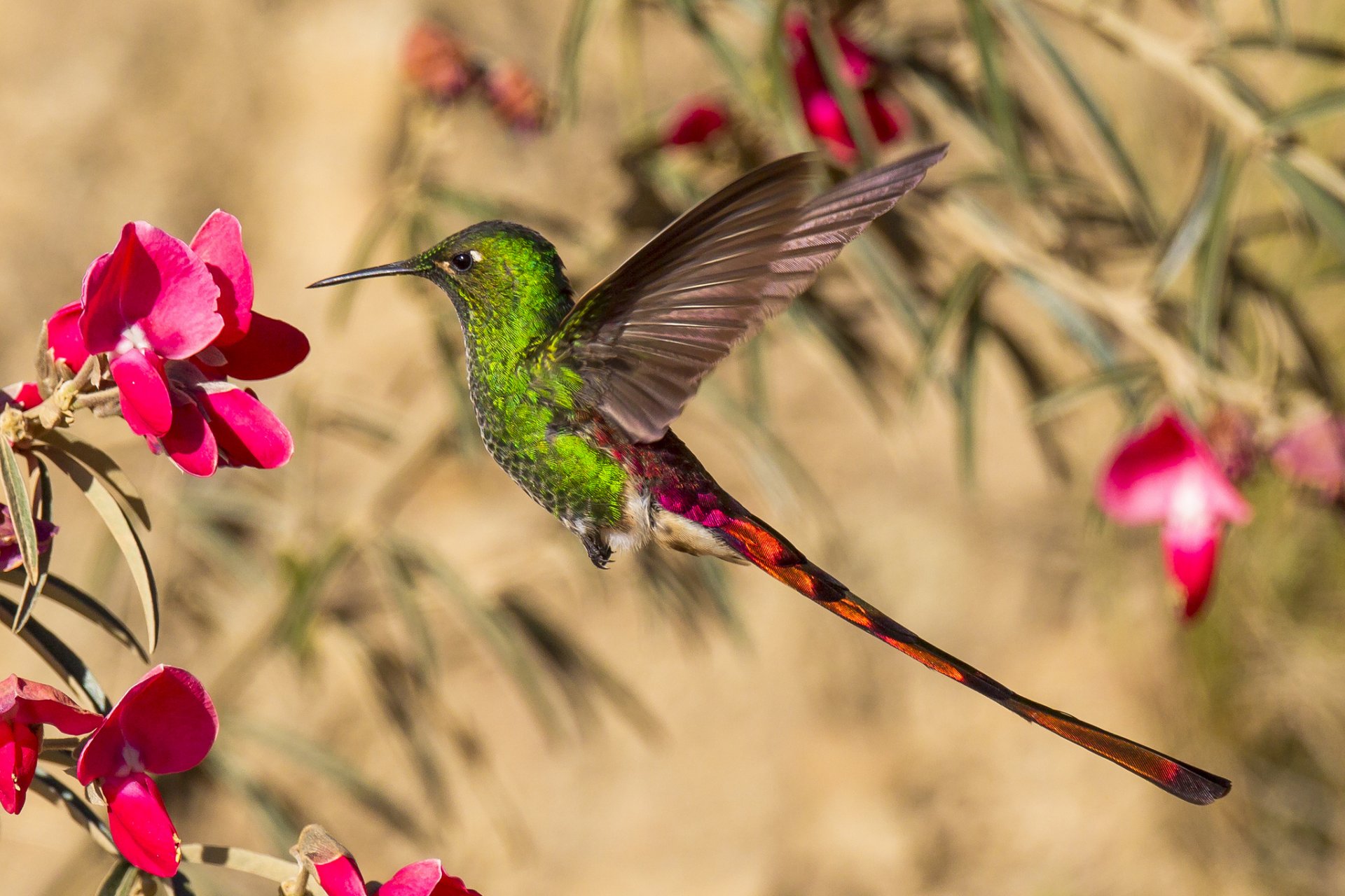 kolibri vogel schnabel flügel schwanz blume