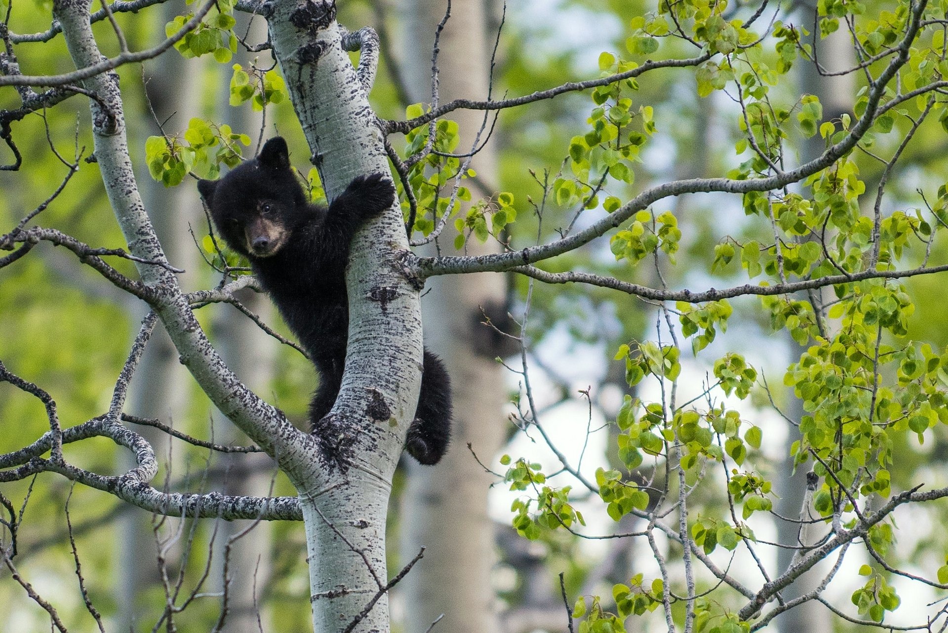 oso oso árbol en el árbol