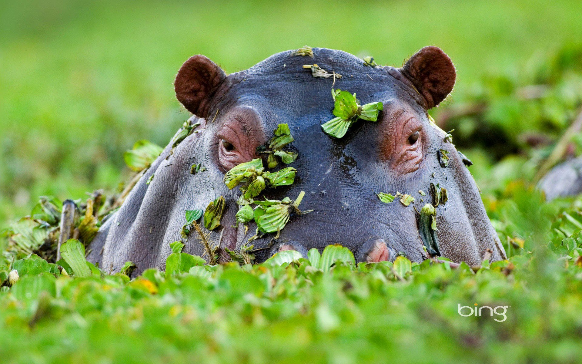 kenya masai mara réserve nationale hippopotame afrique plan d eau feuilles hippopotame