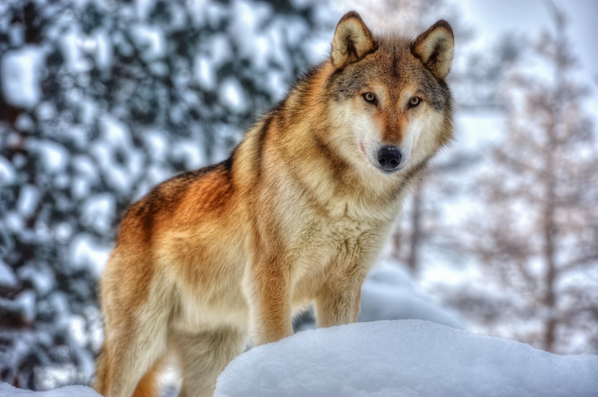 loup prédateur museau fourrure hiver