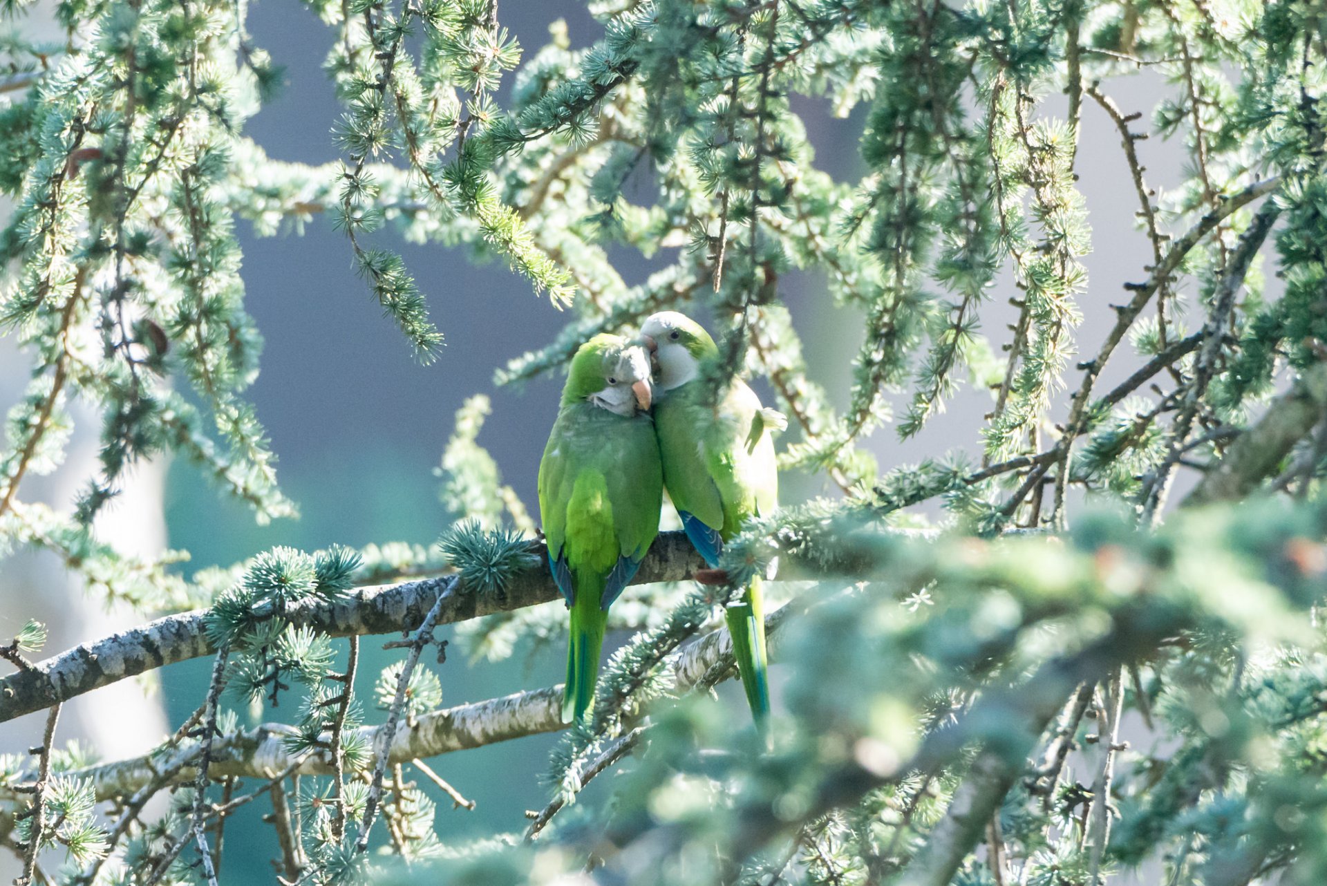 perroquets oiseaux couple verdure