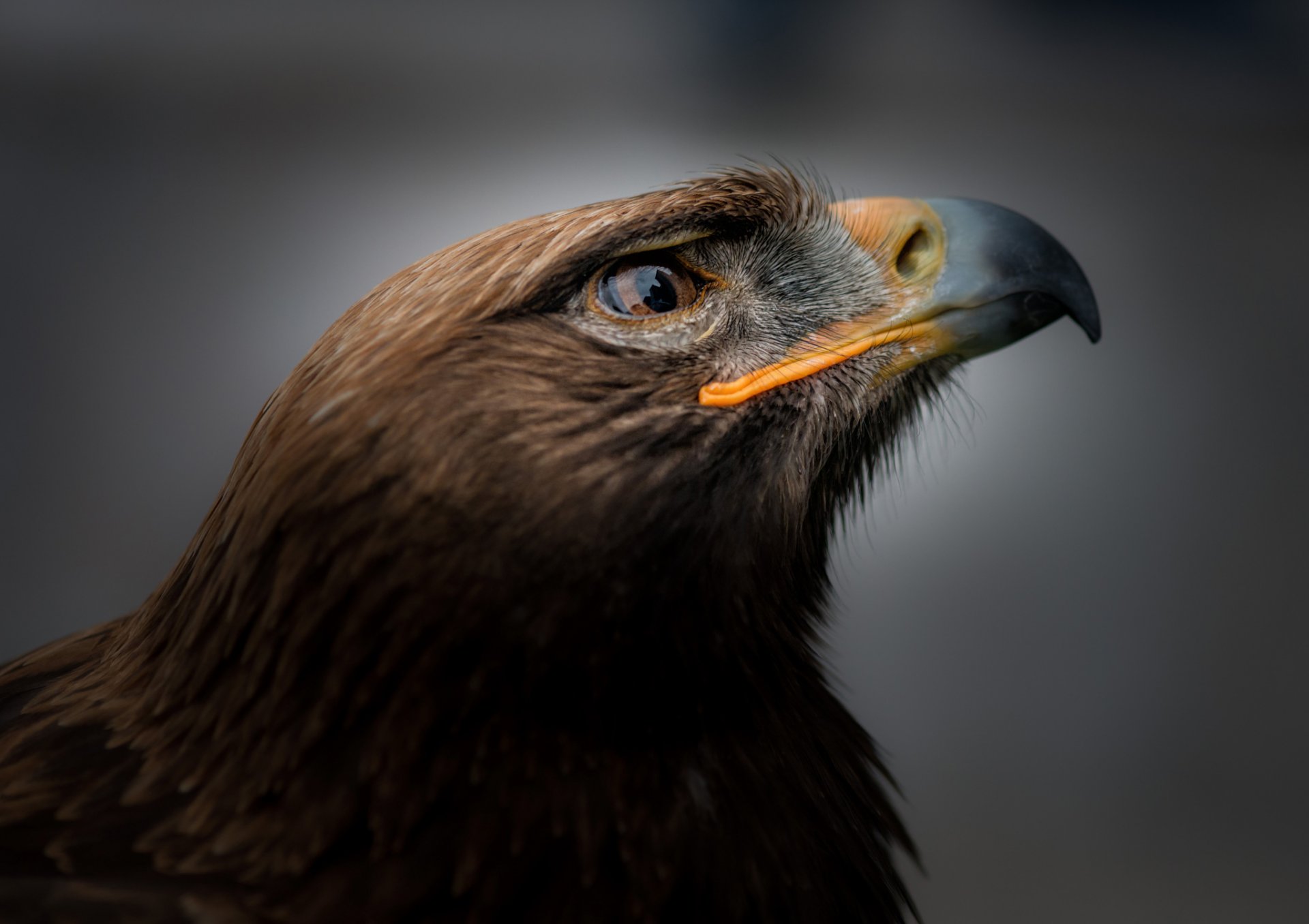 poultry golden eagle portrait