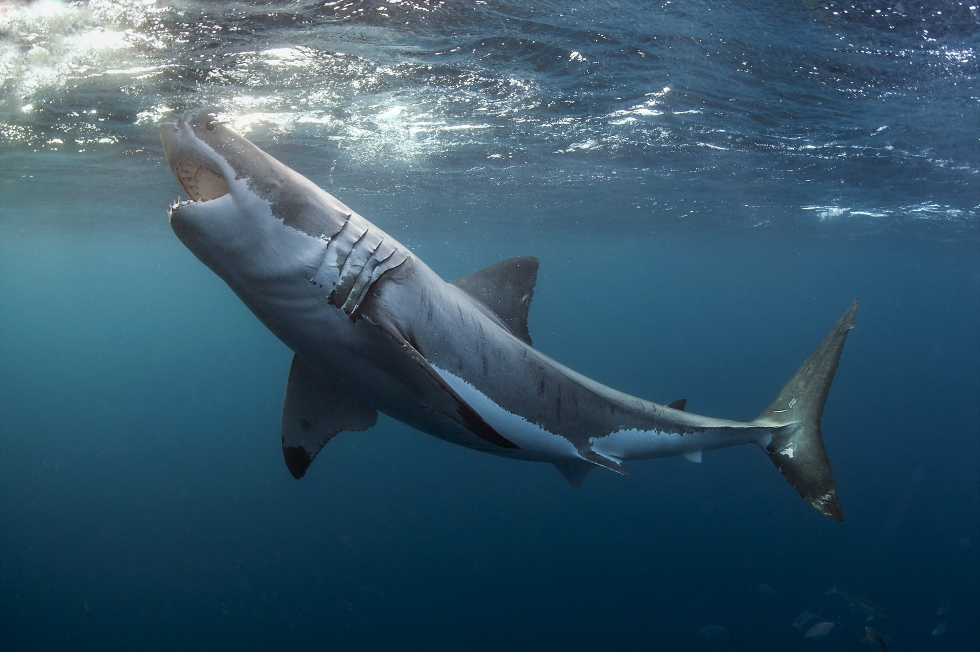 great white shark nature sea