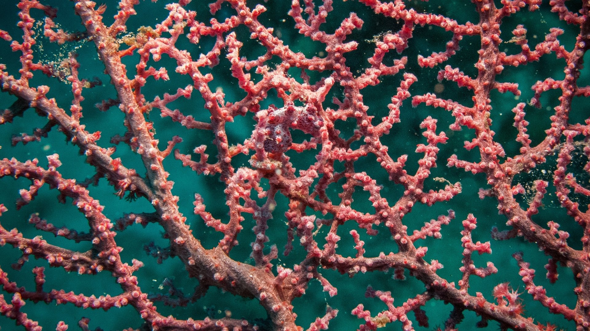 coral camouflage