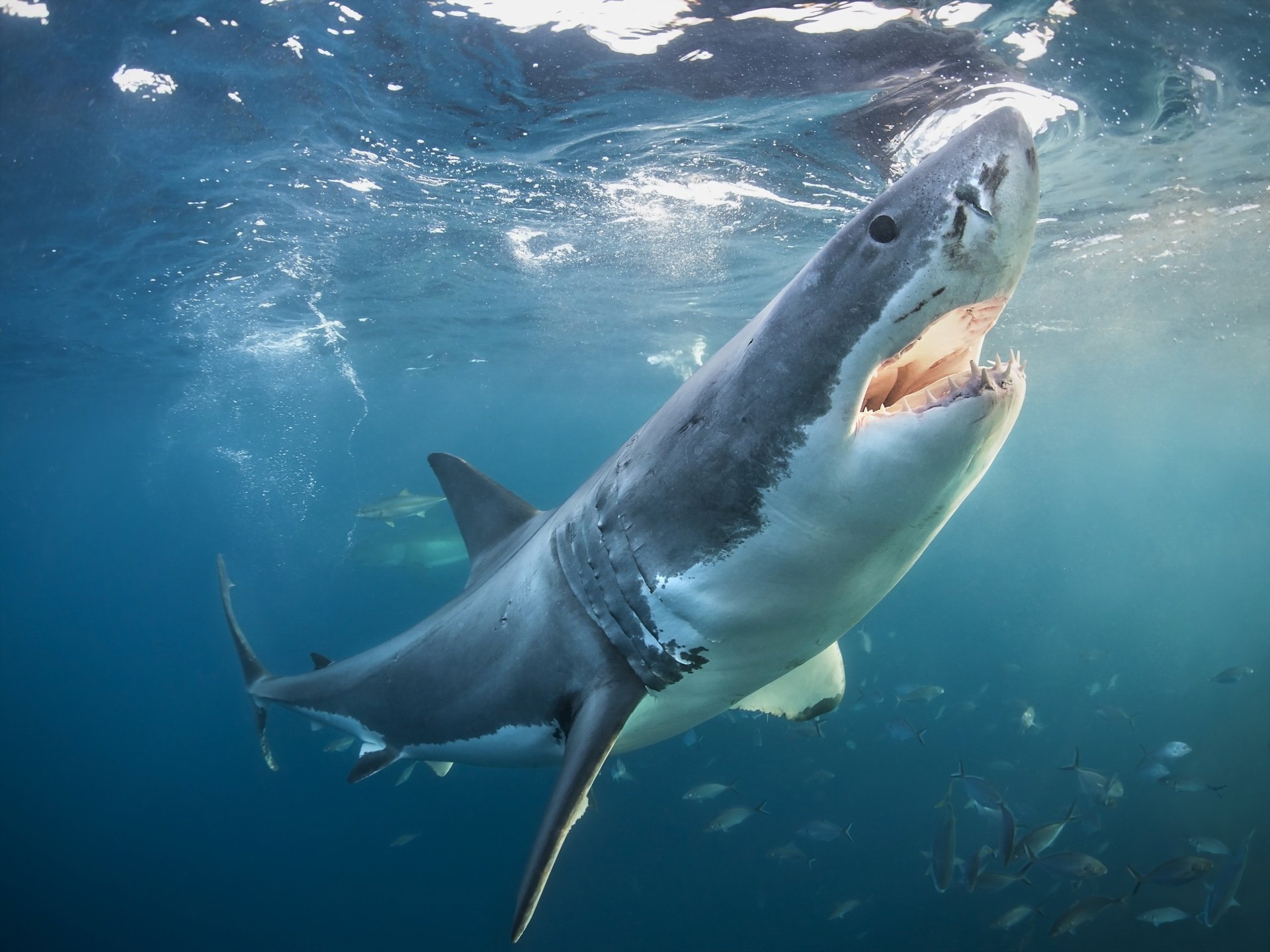 grande squalo bianco natura mare