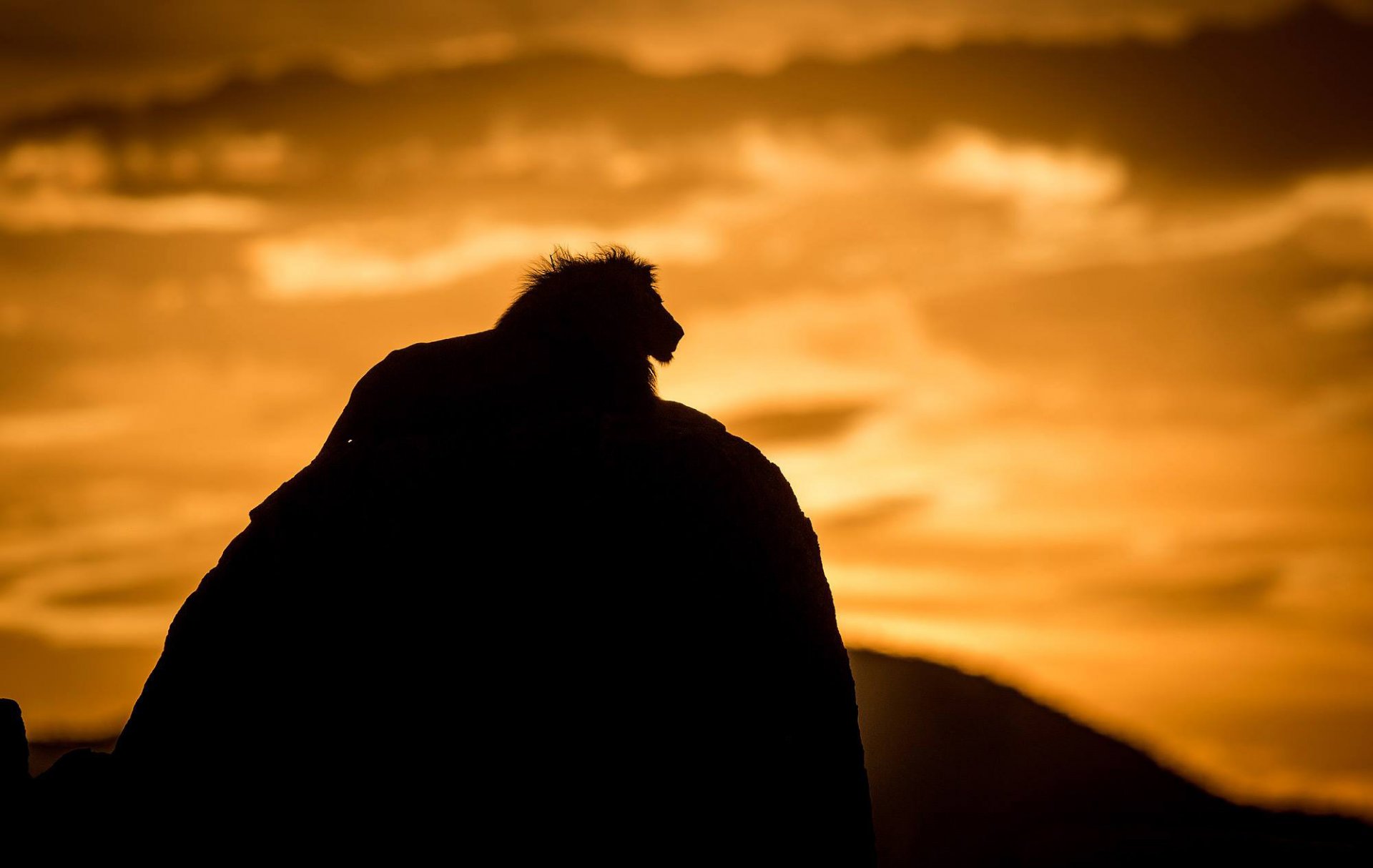 löwe tier katze raubtier könig der tiere silhouette schatten natur