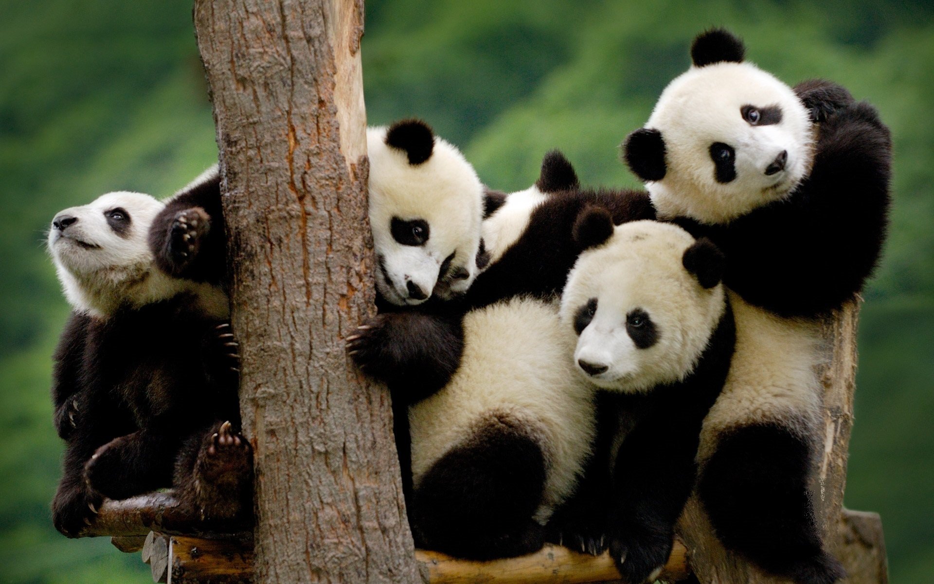 panda klein schwarz und weiß baum