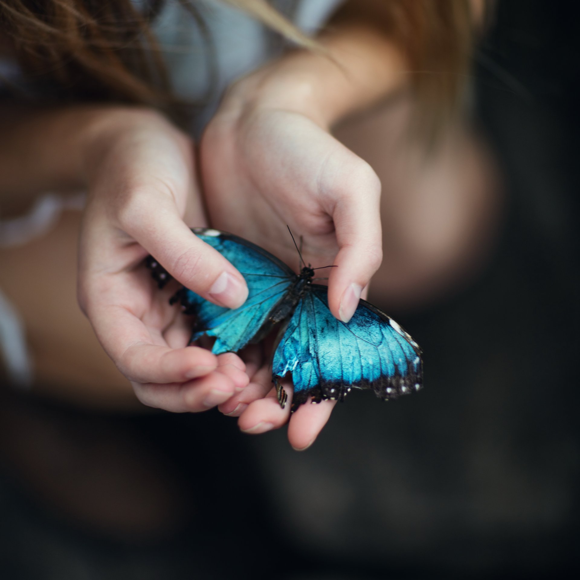 jesse herzog blue morpho palm butterfly