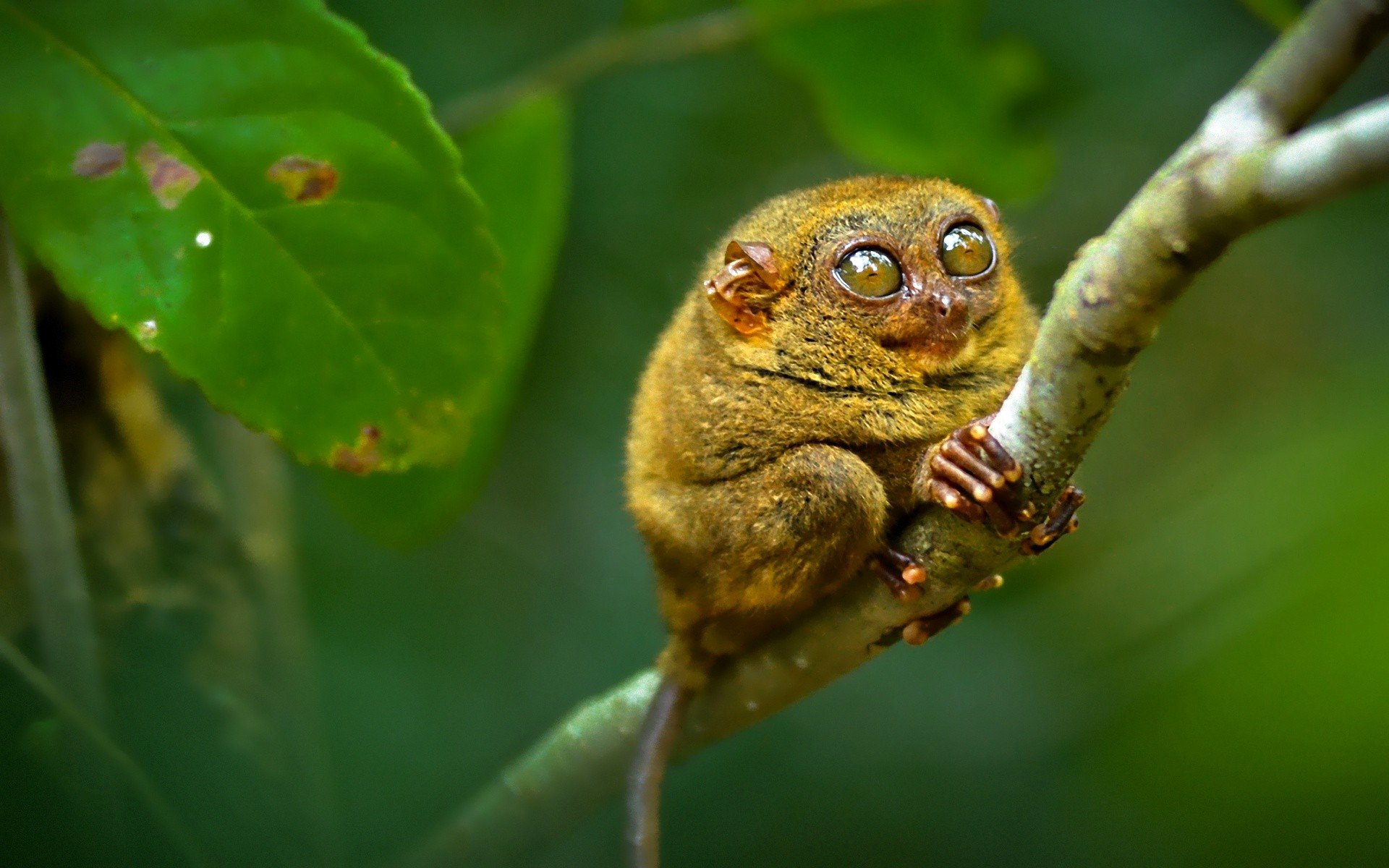 tarsiers tarsiers primate branch eye