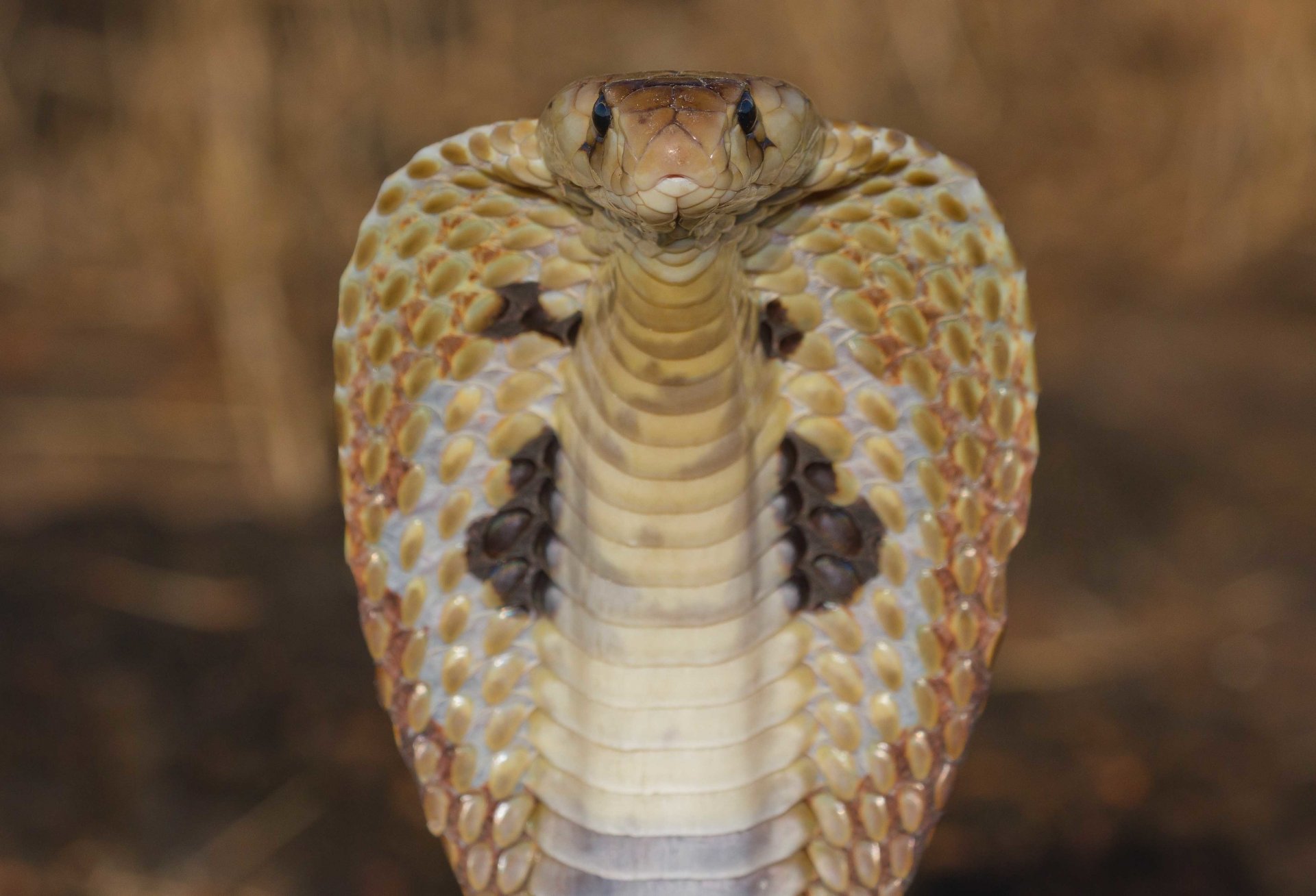 serpent cobra vipère cobra royal reptile gros plan