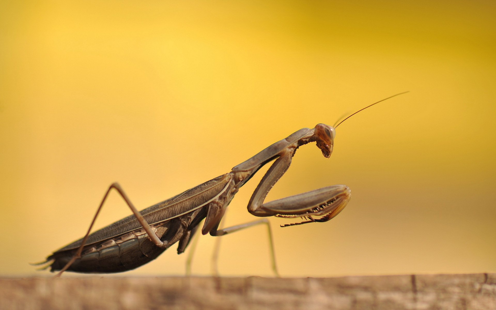 mantis käfer makro