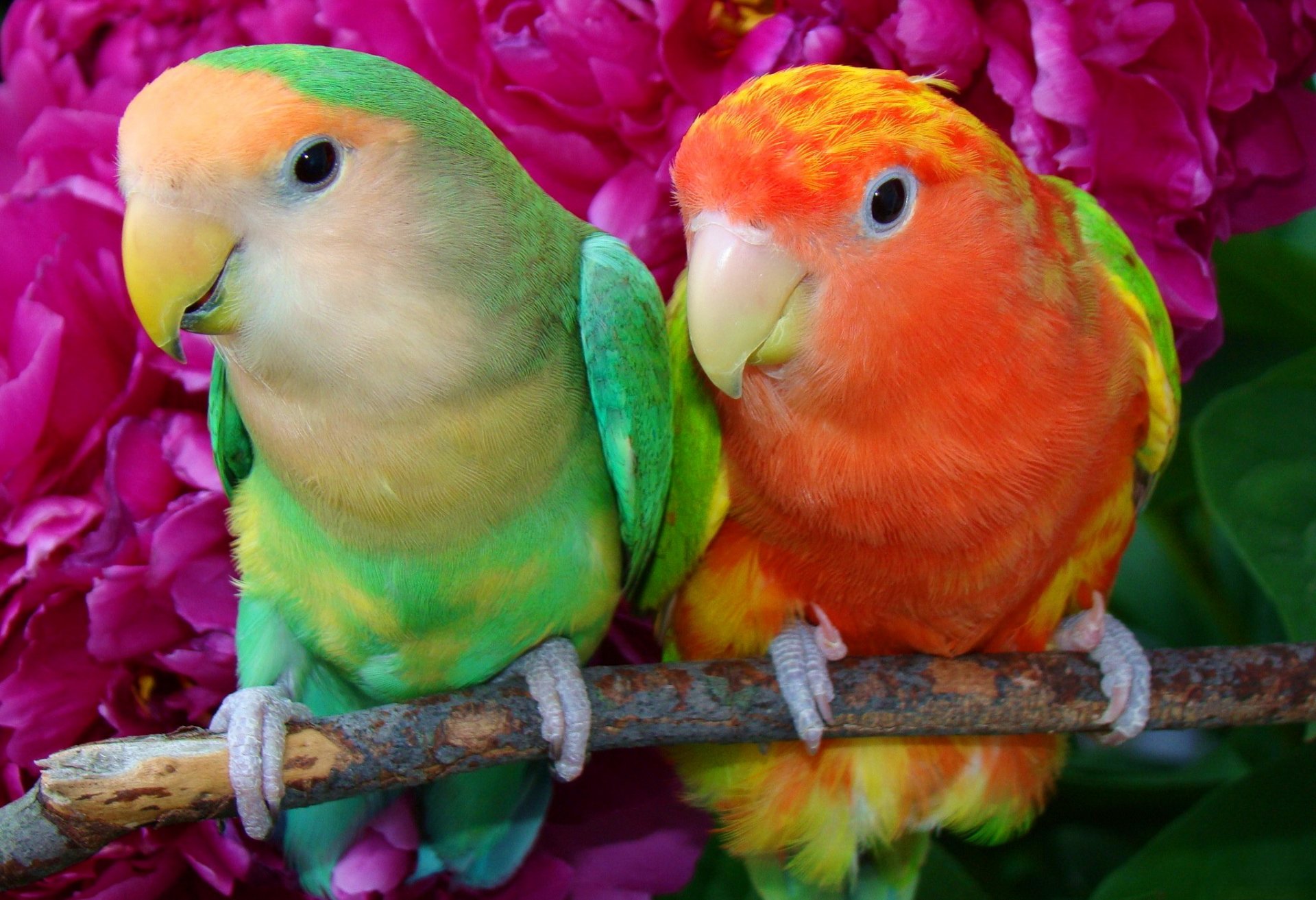 pappagallo uccello coppia ramo becco piume