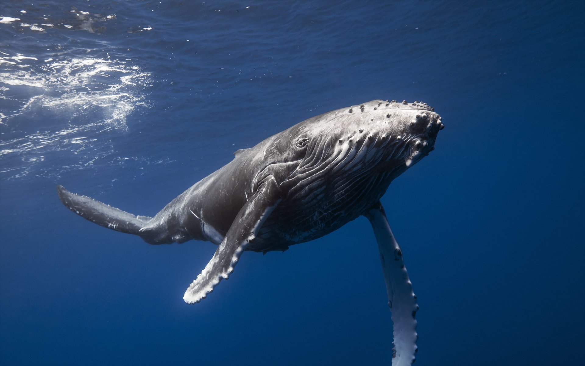 ballena mar naturaleza