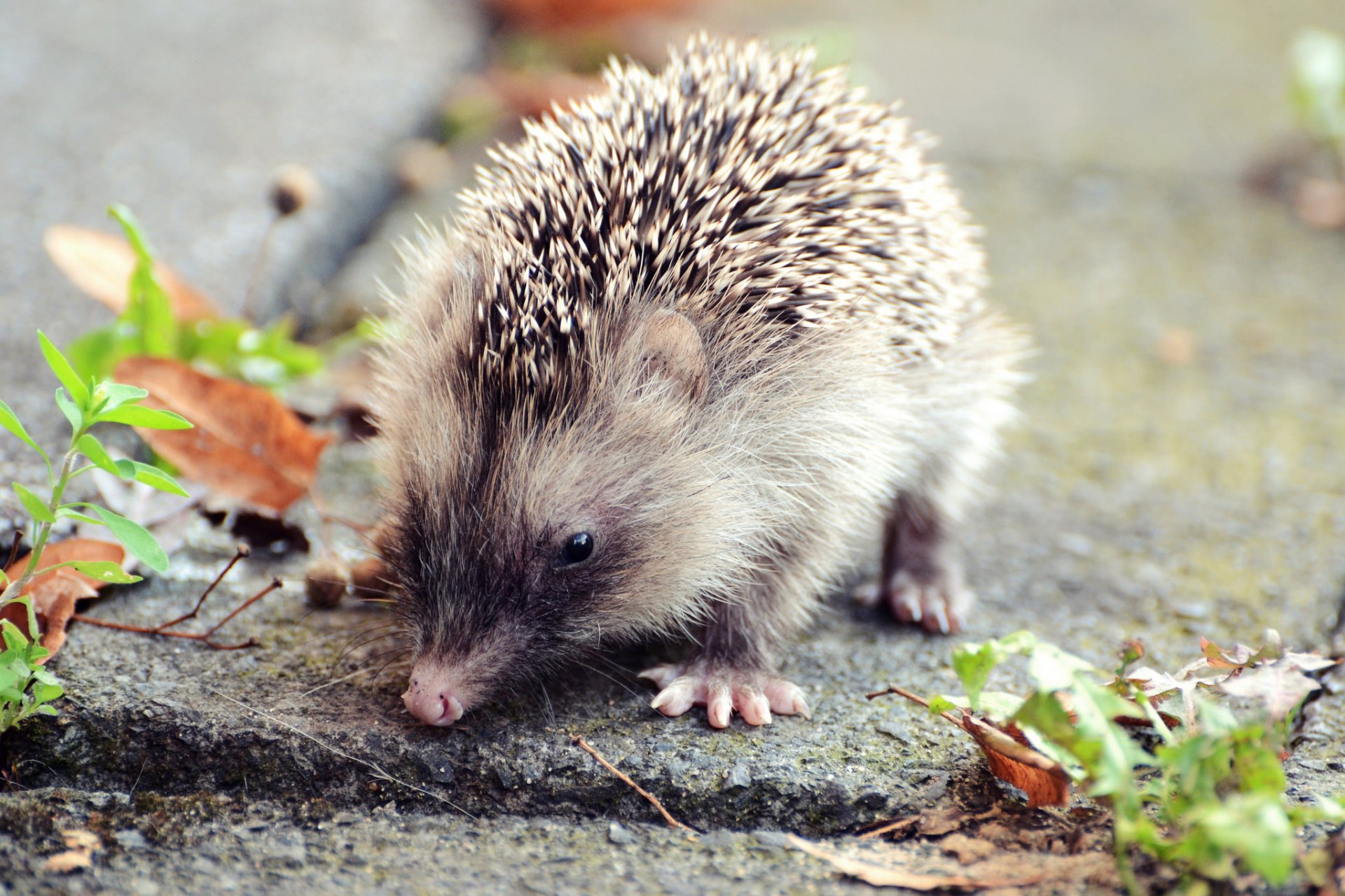 animale foglie autunno