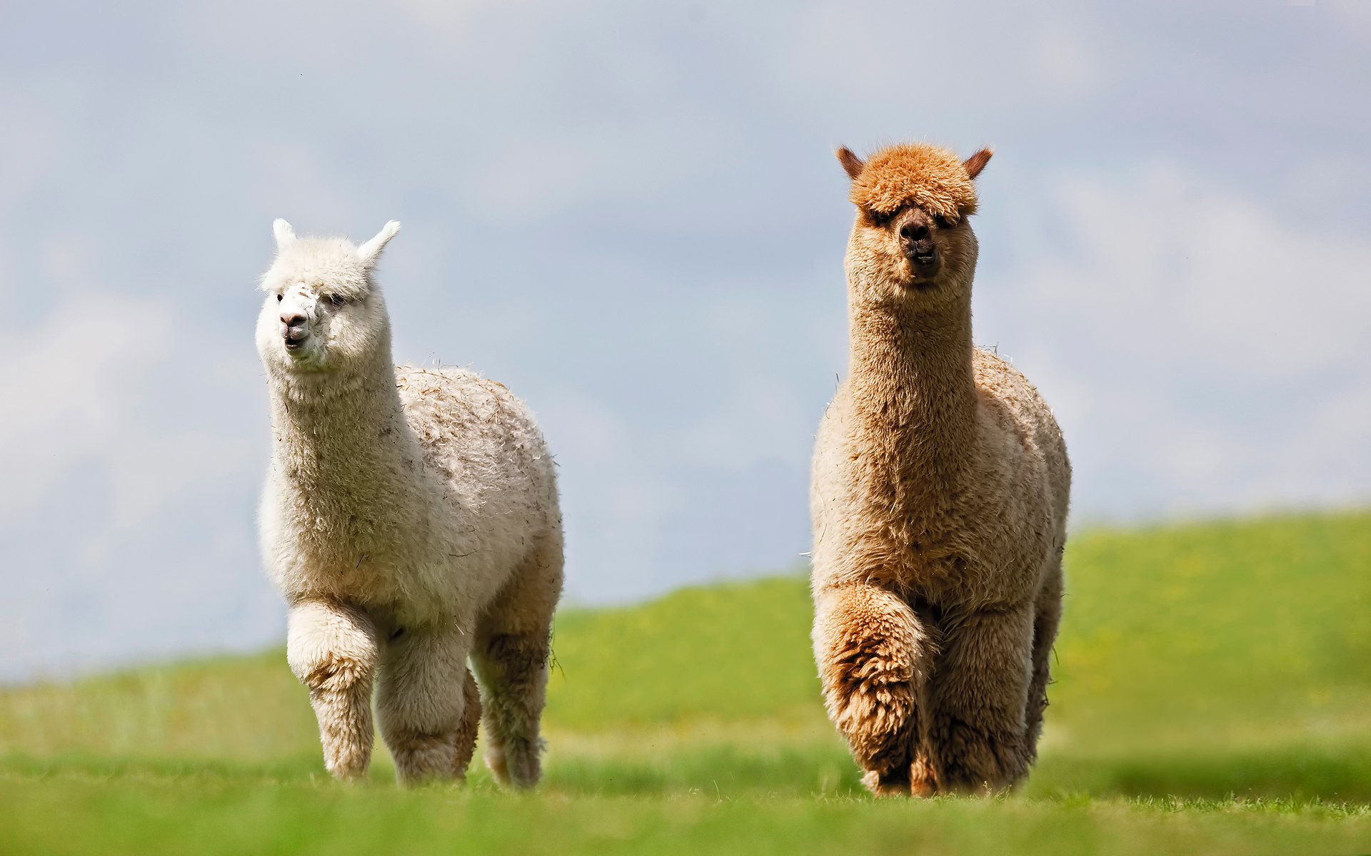 llamas dos hierba cielo