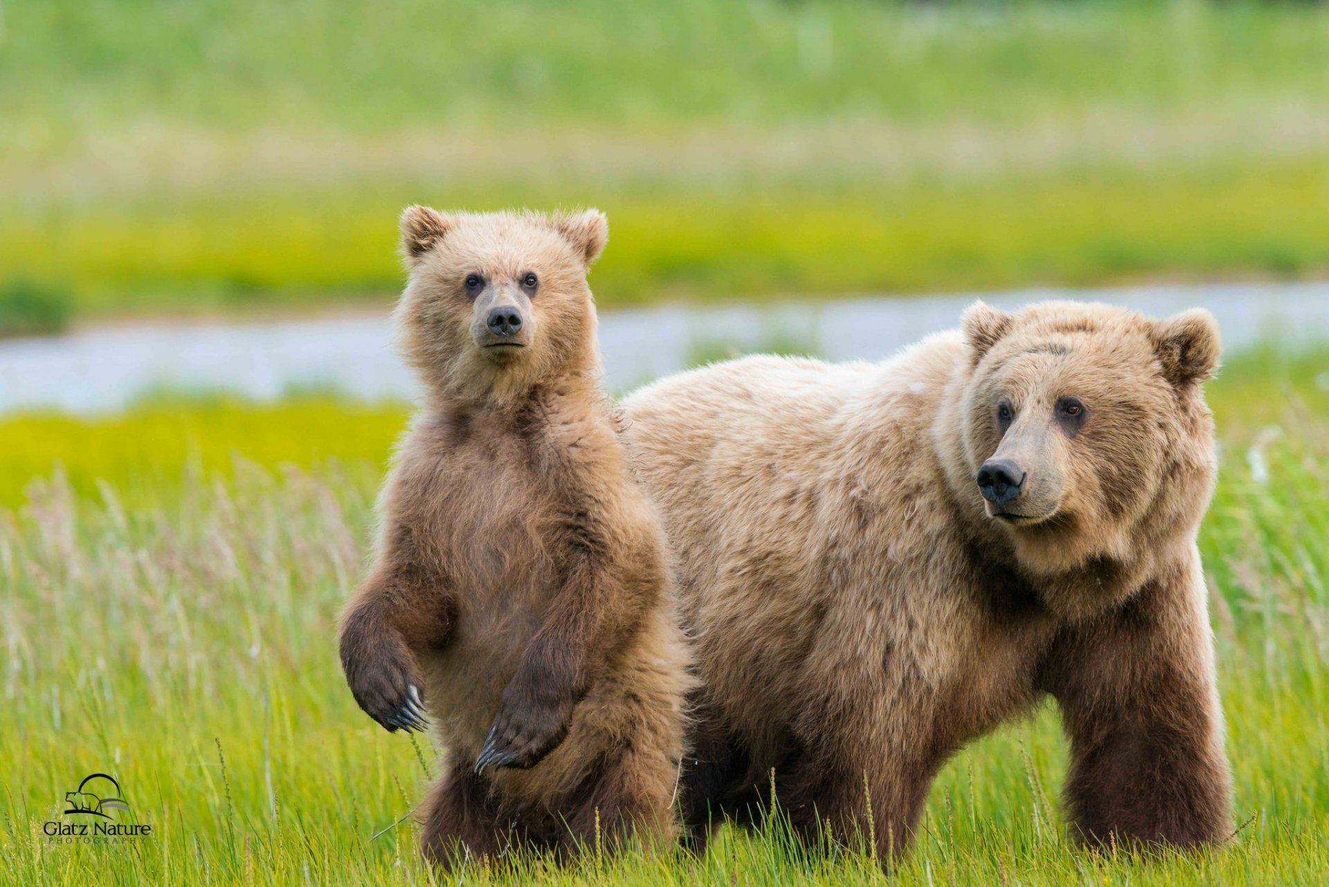 alaska ours deux ourse ourson prairie