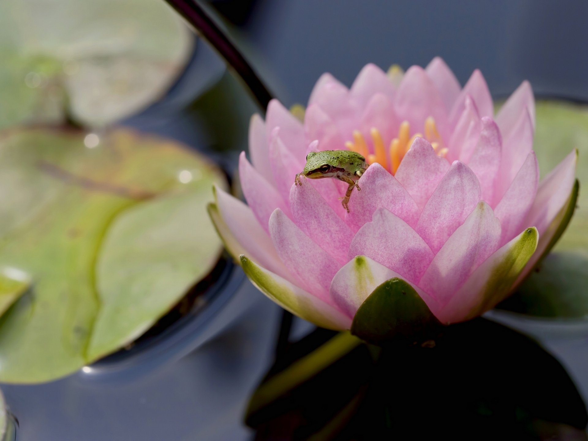 frog waterlily nymphaeum close up flower