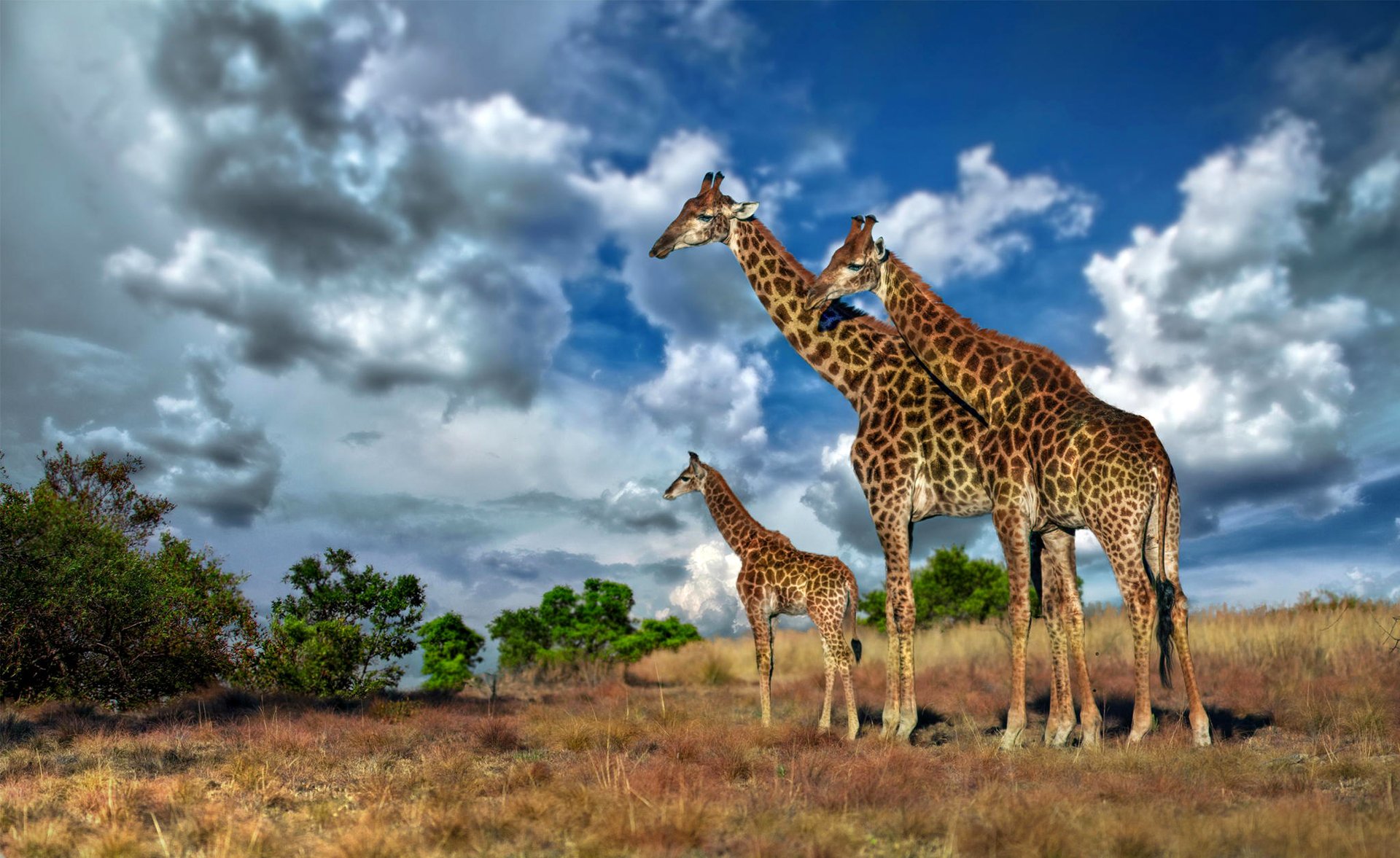 ky clouds africa giraffe savannah