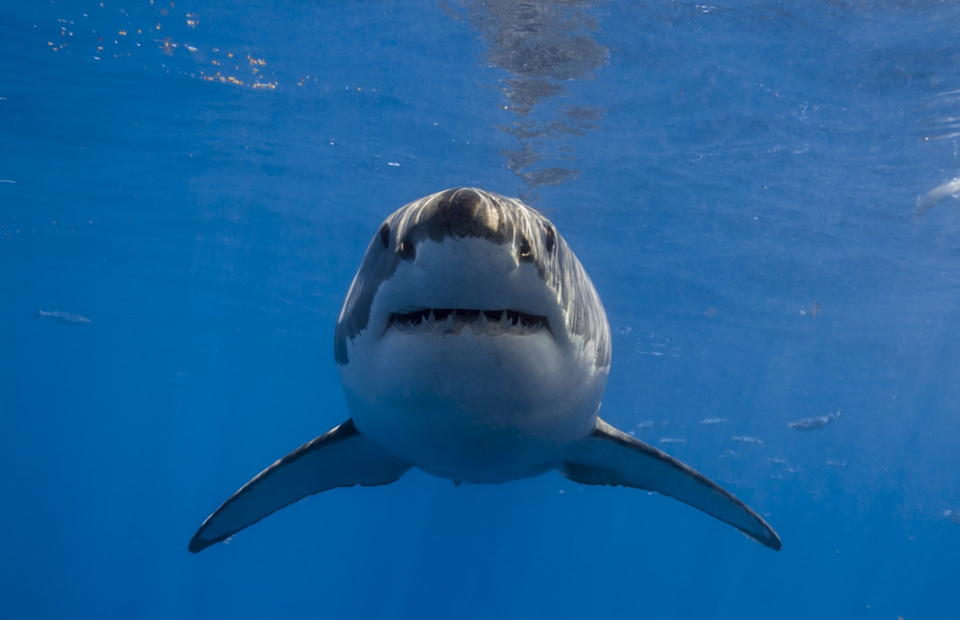 tiburón agua naturaleza