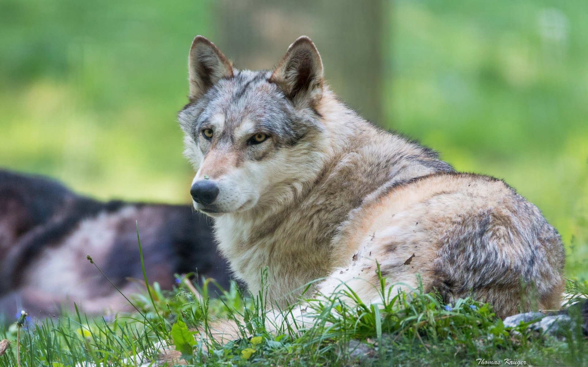 lobo depredador enfermero